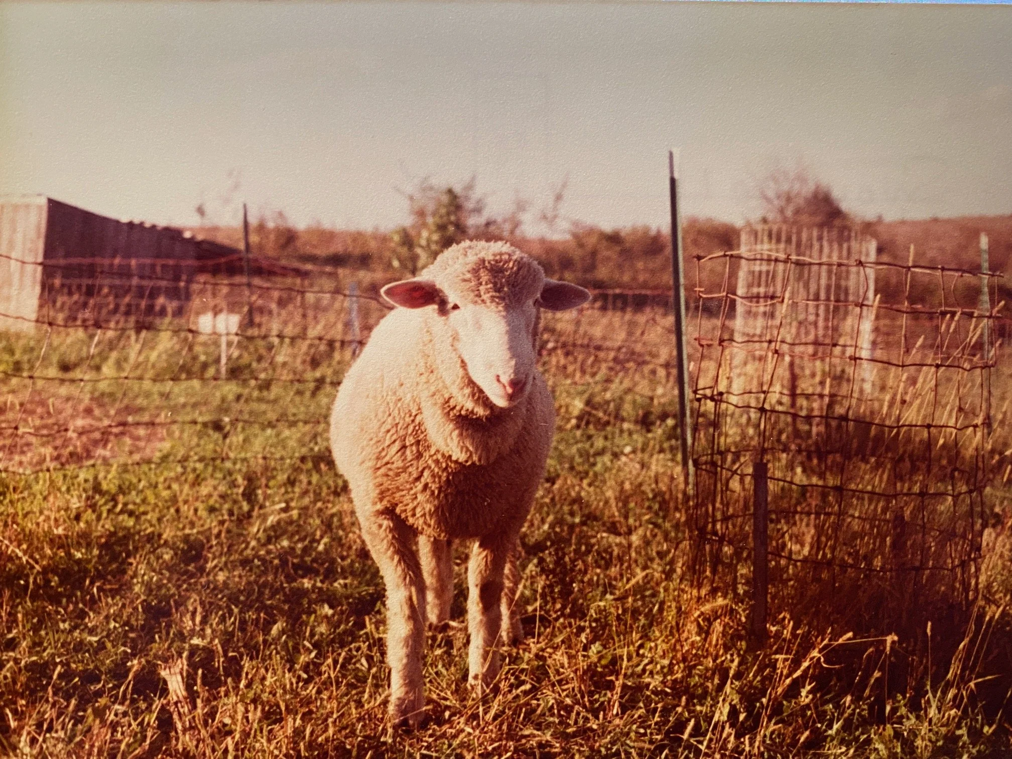 Snowball standing next to the fencing around the new walnut trees.