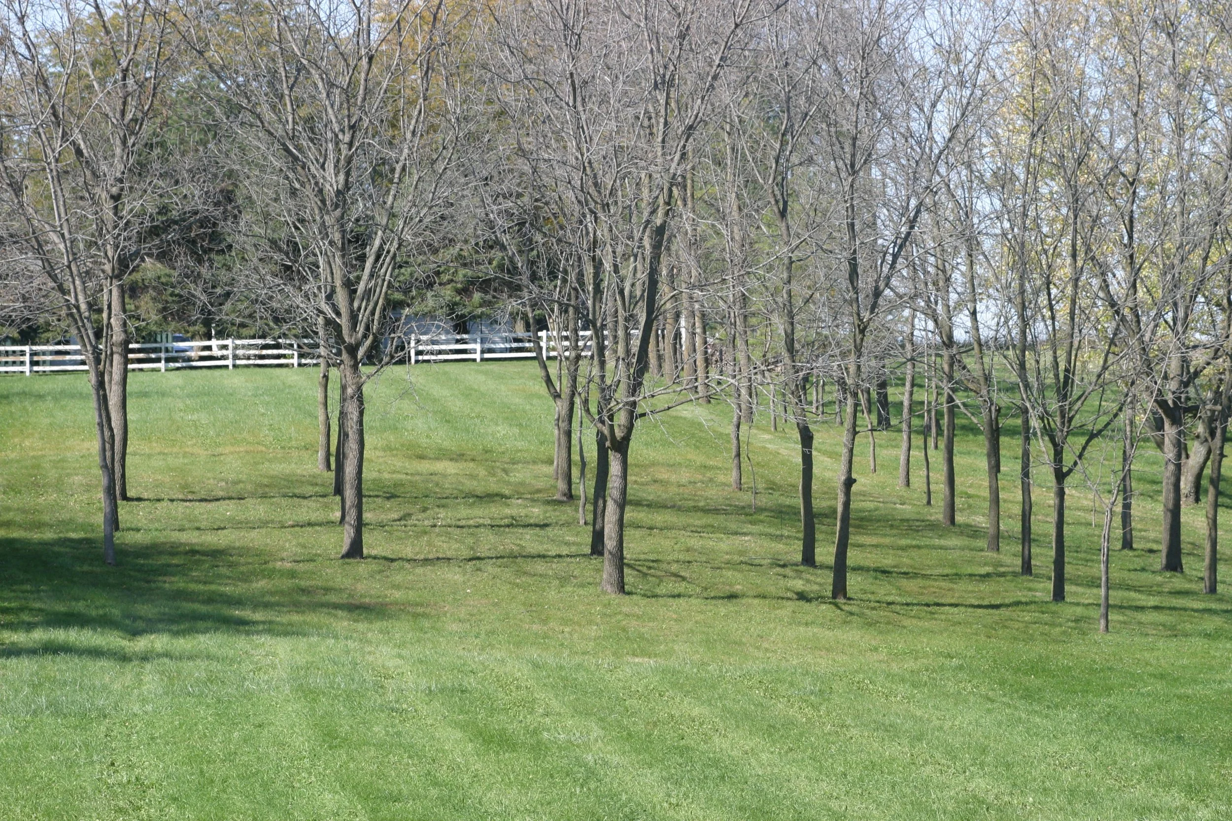 A park scene with a grassy field and leafless trees. There is a white fence in the background and a shadow cast by the trees on the grass.