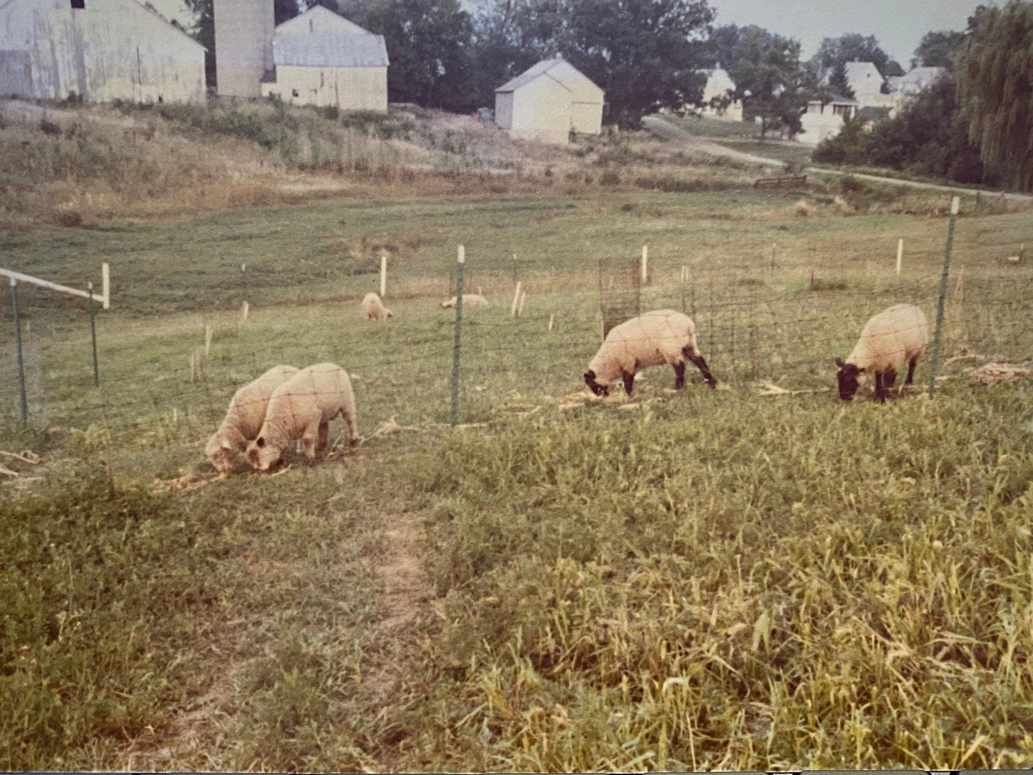 Sheep grazing in the walnut grove with the barns in the background.