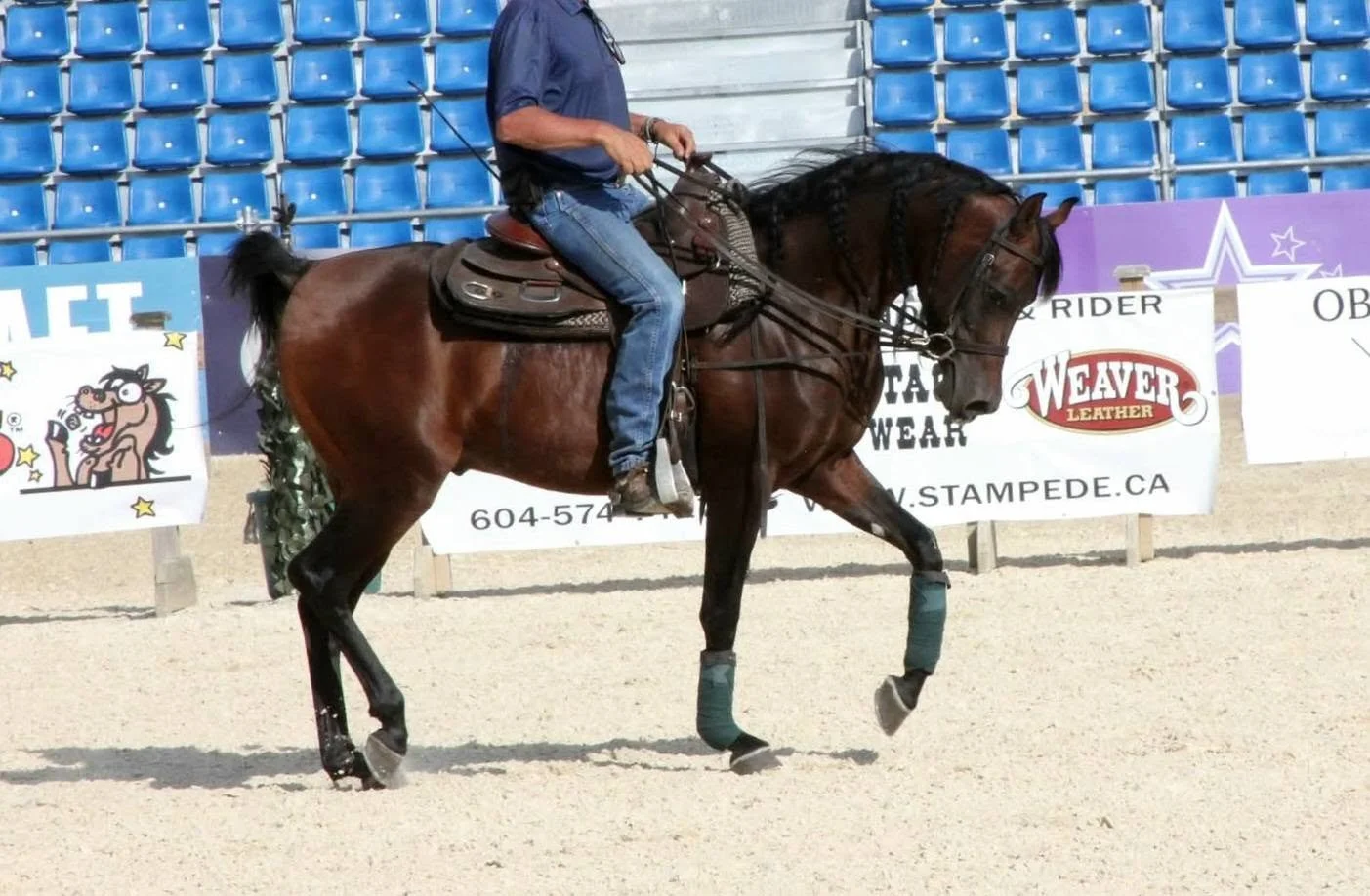 2026 Region 17: "Karbine showing us a SNEAK PEAK of what the future holds!" 

NOTE: Karbine himself was not shown, he was simply there for the Training/Socialization, in 'preparation' for future shows. Hence his not being all dolled up and show ring 