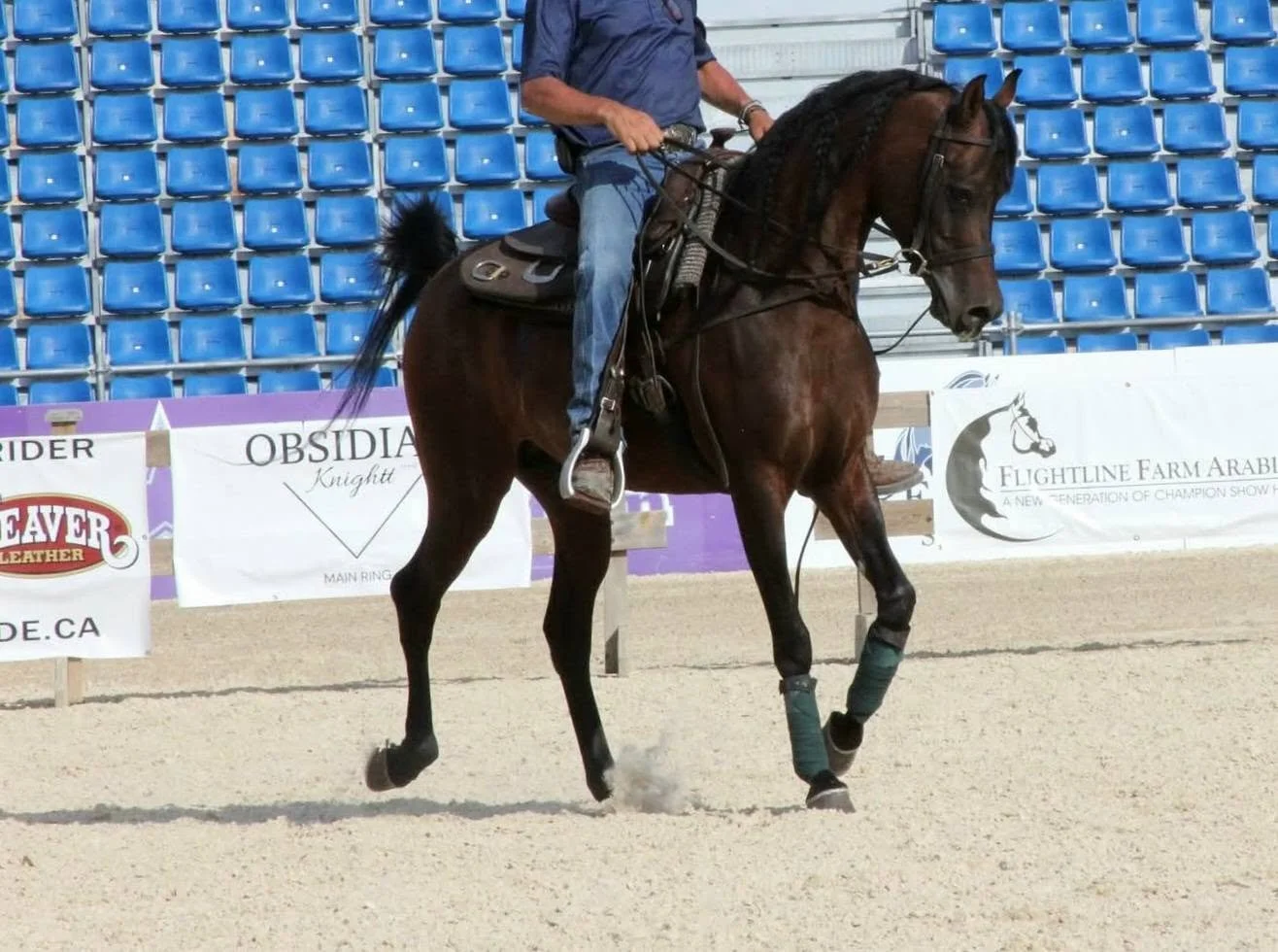 2026 Region 17: "Karbine walked into that training ring ever so proud! I simply had to snap a few photo's before he got down to business. I see a bright future for this stunning fellow!" 

NOTE: Karbine himself was not shown, he was simply there for 