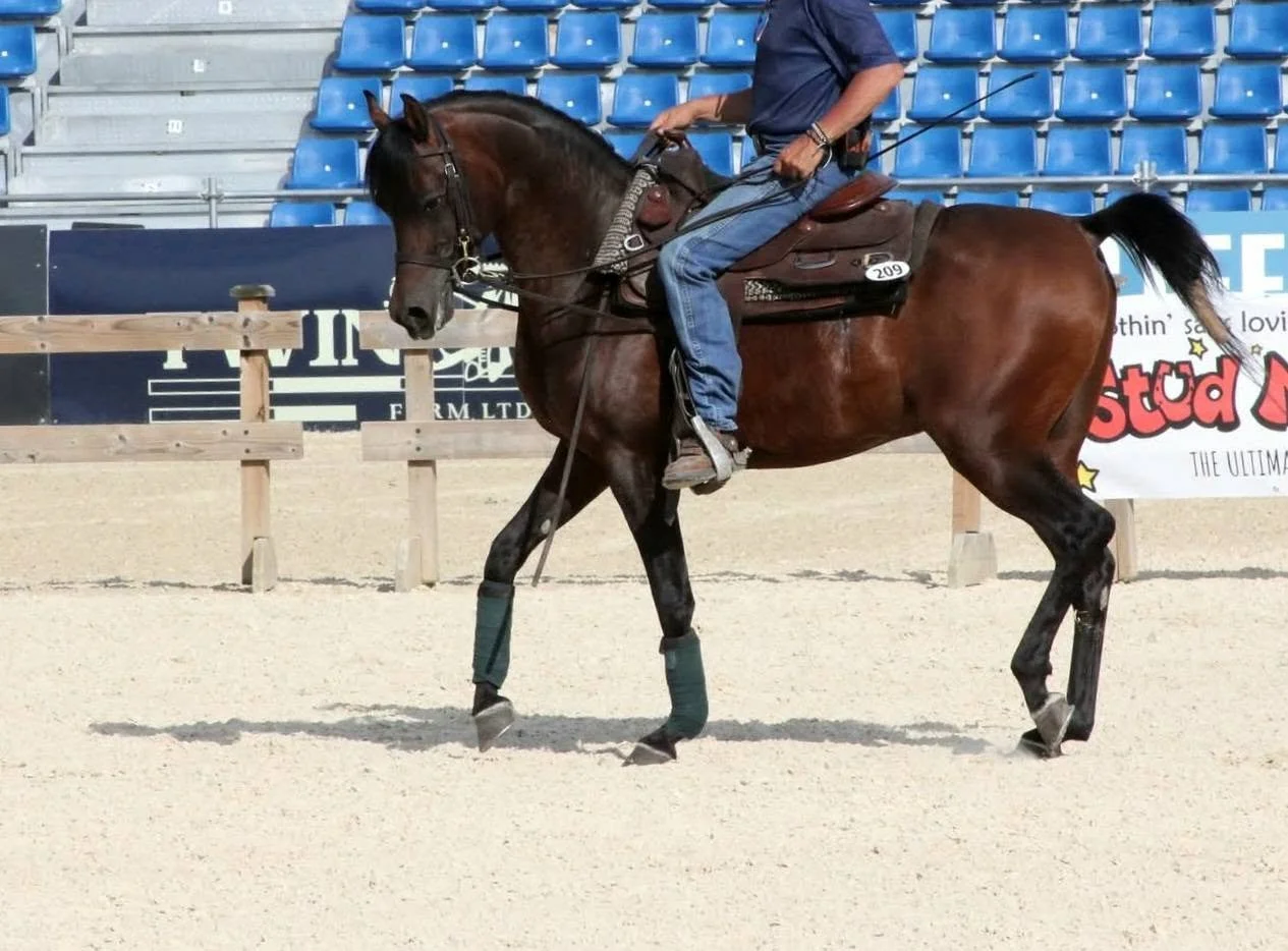 2026 Region 17: "Karbine walked into that training ring ever so proud! I simply had to snap a few photo's before he got down to business. I see a bright future for this stunning fellow!" 

NOTE: Karbine himself was not shown, he was simply there for 