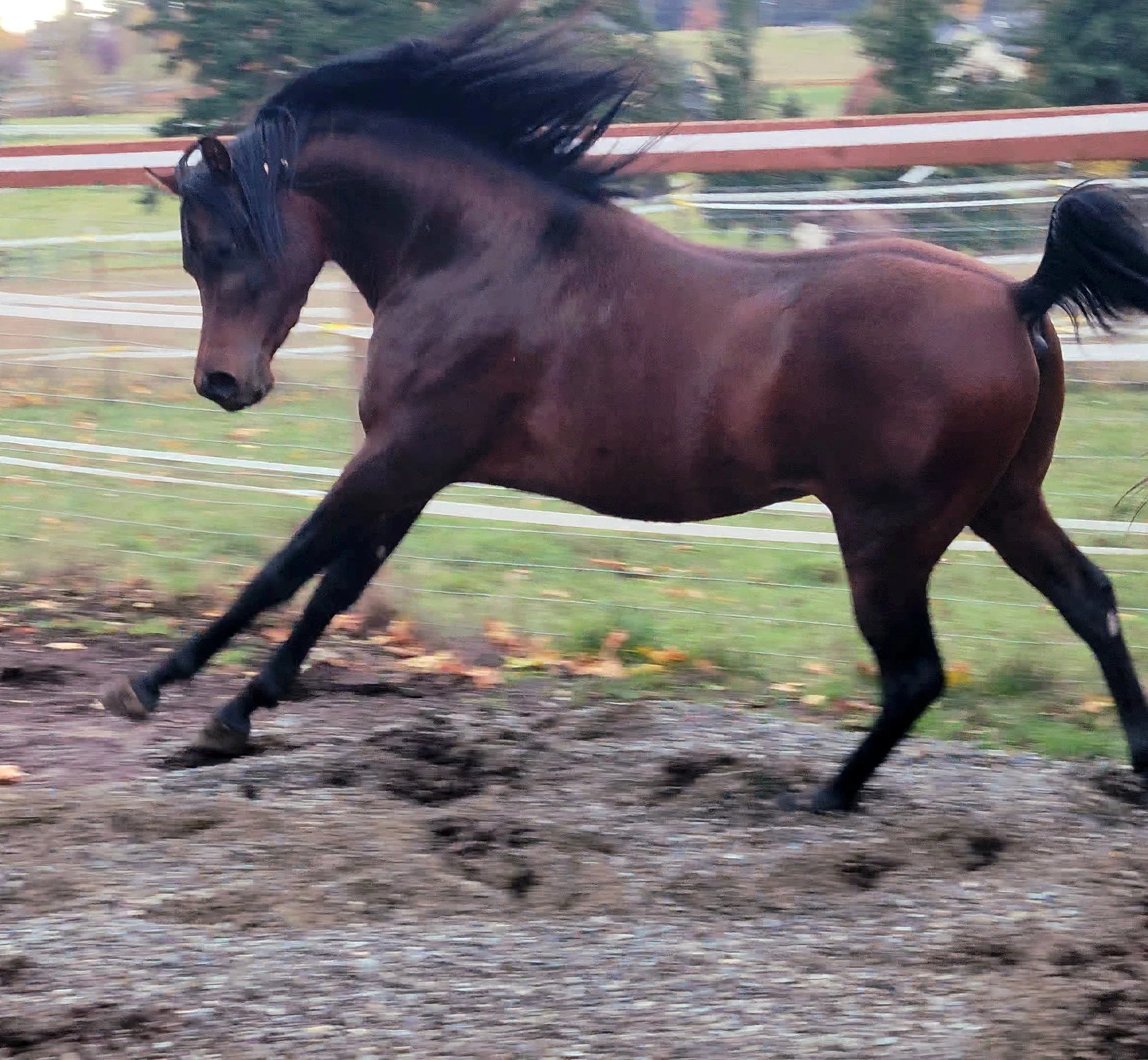 Most Recent AND breathtaking, taken October 30th 2025. This is Karbine in Pasture Condition, so just imagine what his Conditioned Professional Photoshoot in early 2026 is going to produce! : )  