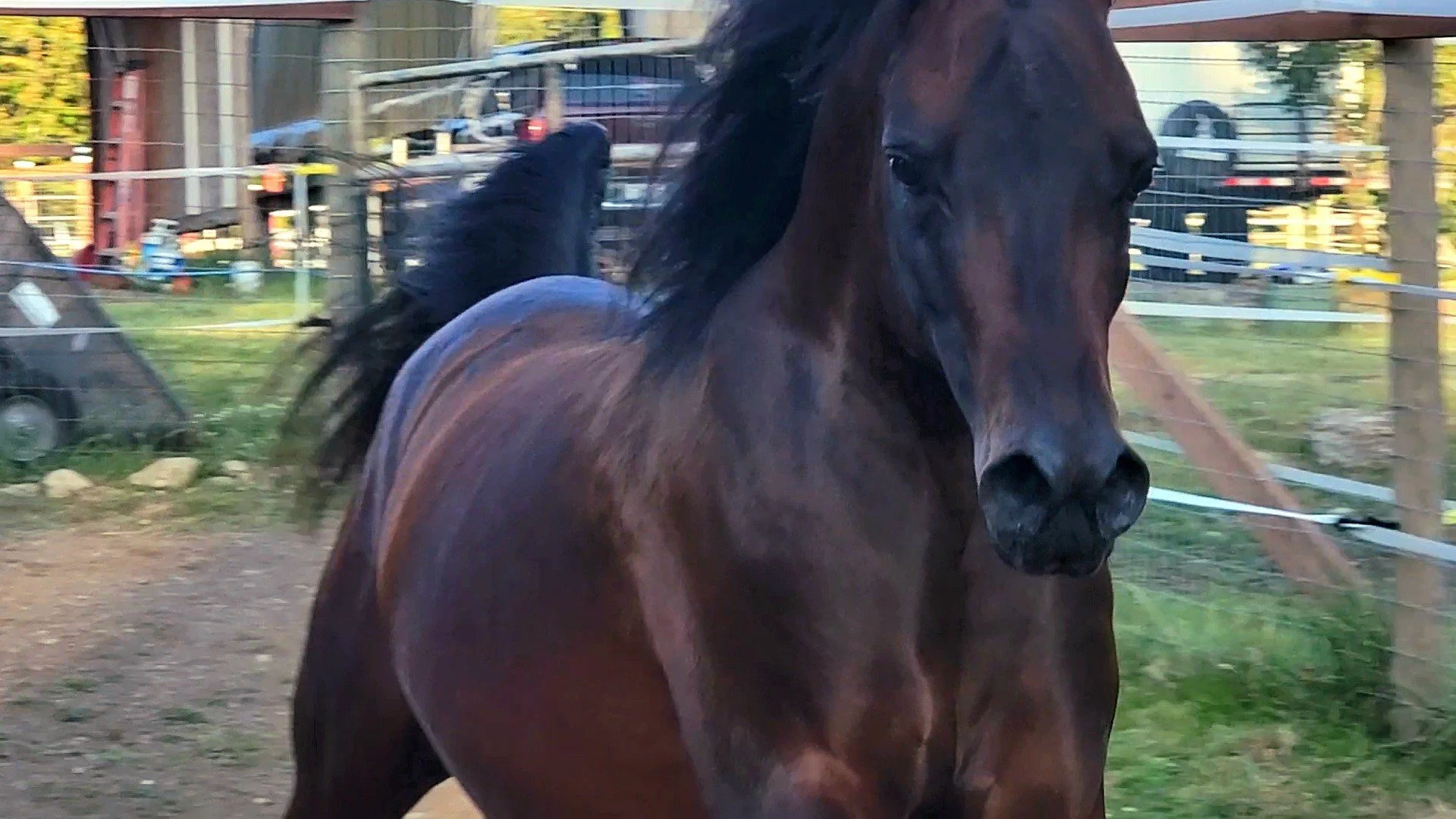 *Fall of 2025: Shown here in PASTURE CONDITION un-edited, 100% All Natural and enjoying life.*

Just over four years old and Karbine is maturing beautifully as expected. An exquisite model of the Arabian breed. He is truly the epitome of: "Living, br