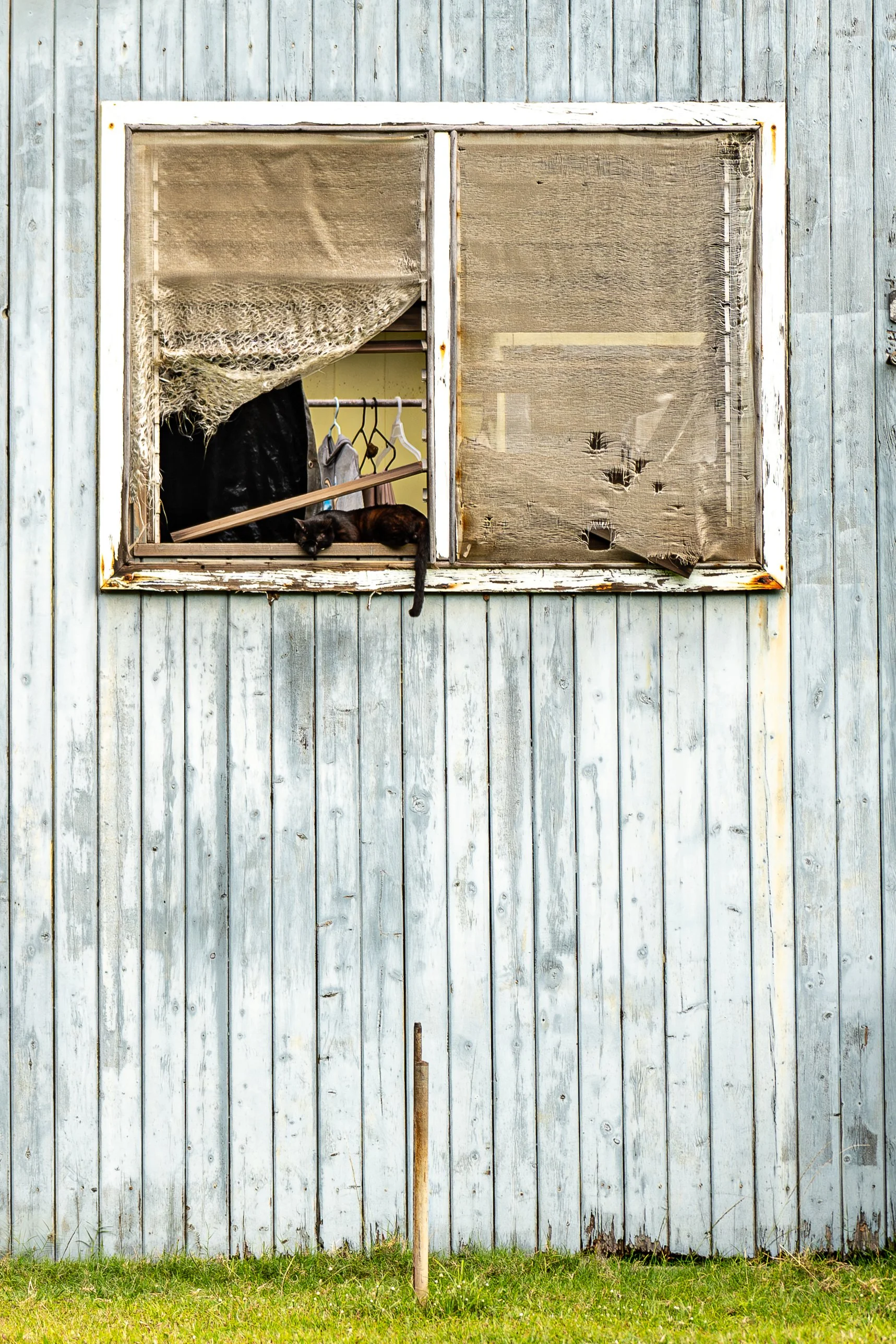 THINGS_WINDOW KITTY.jpg