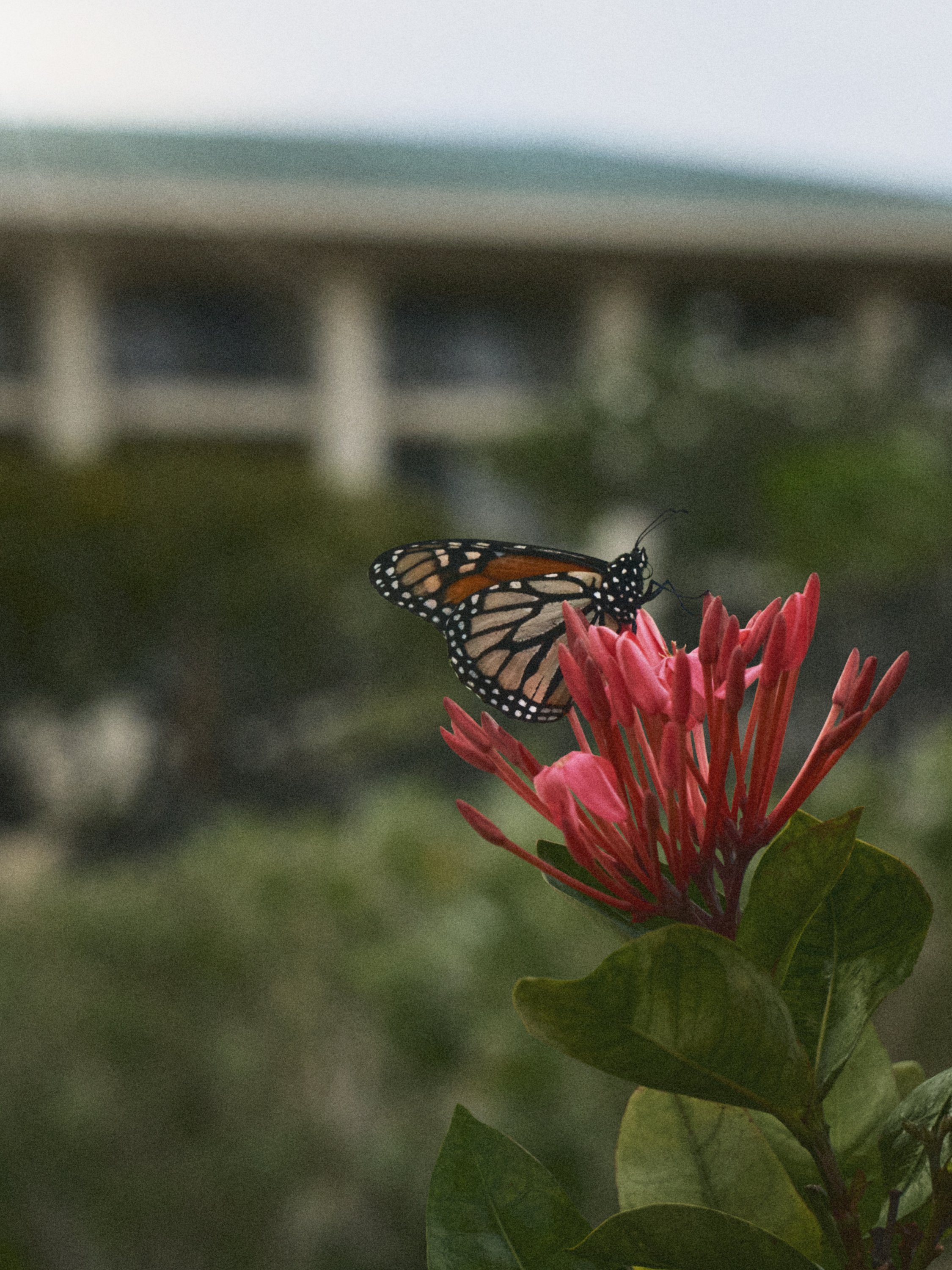20057_Four Seasons Maui_0012.jpg