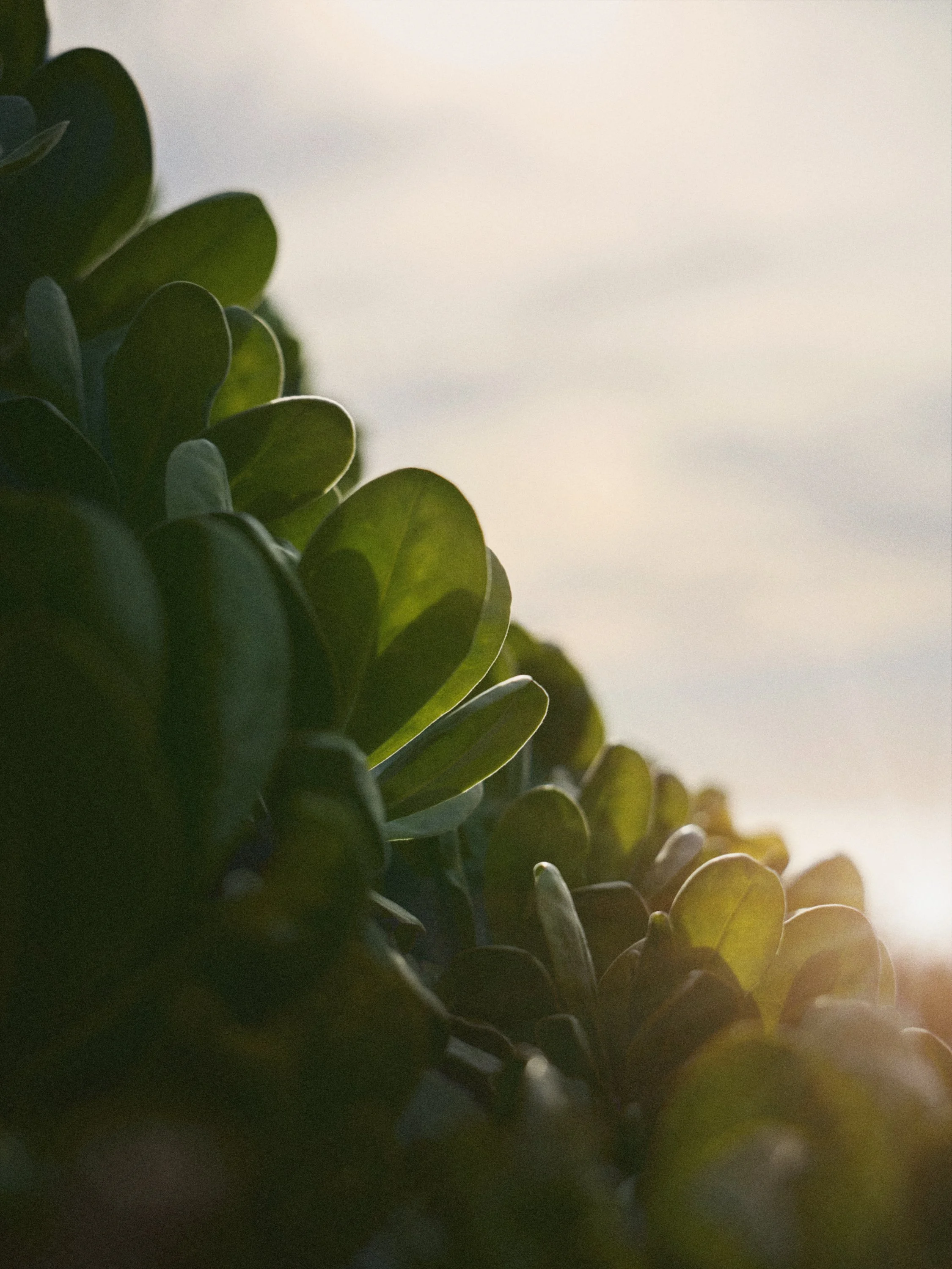 20057_Four Seasons Maui_0224.jpg