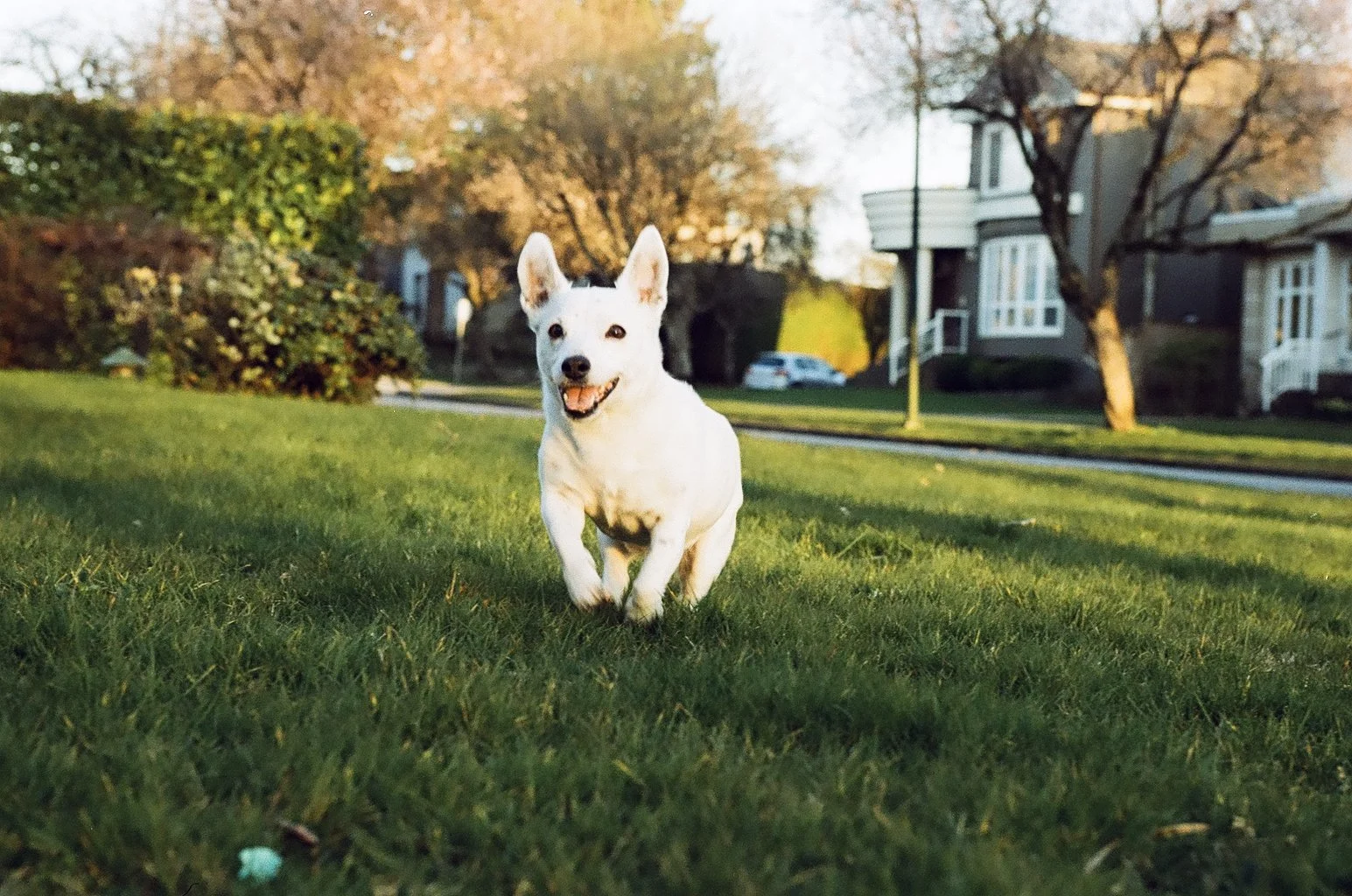 Family Photography in Vancouver, photographing on film. Port Alberni and Tofino Family Film Photographer.