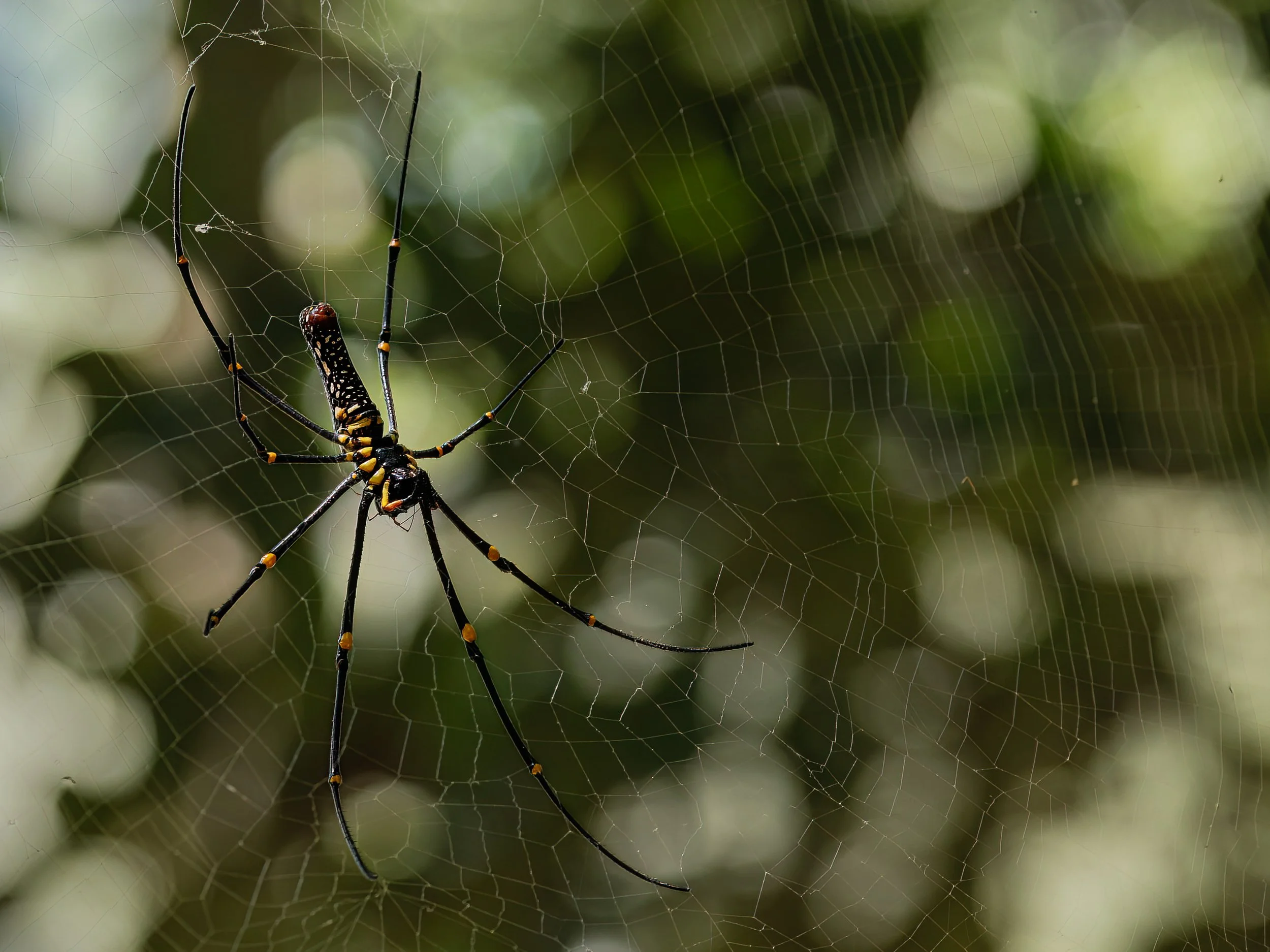 ACCB-Golden-orb-spider-220823.jpg