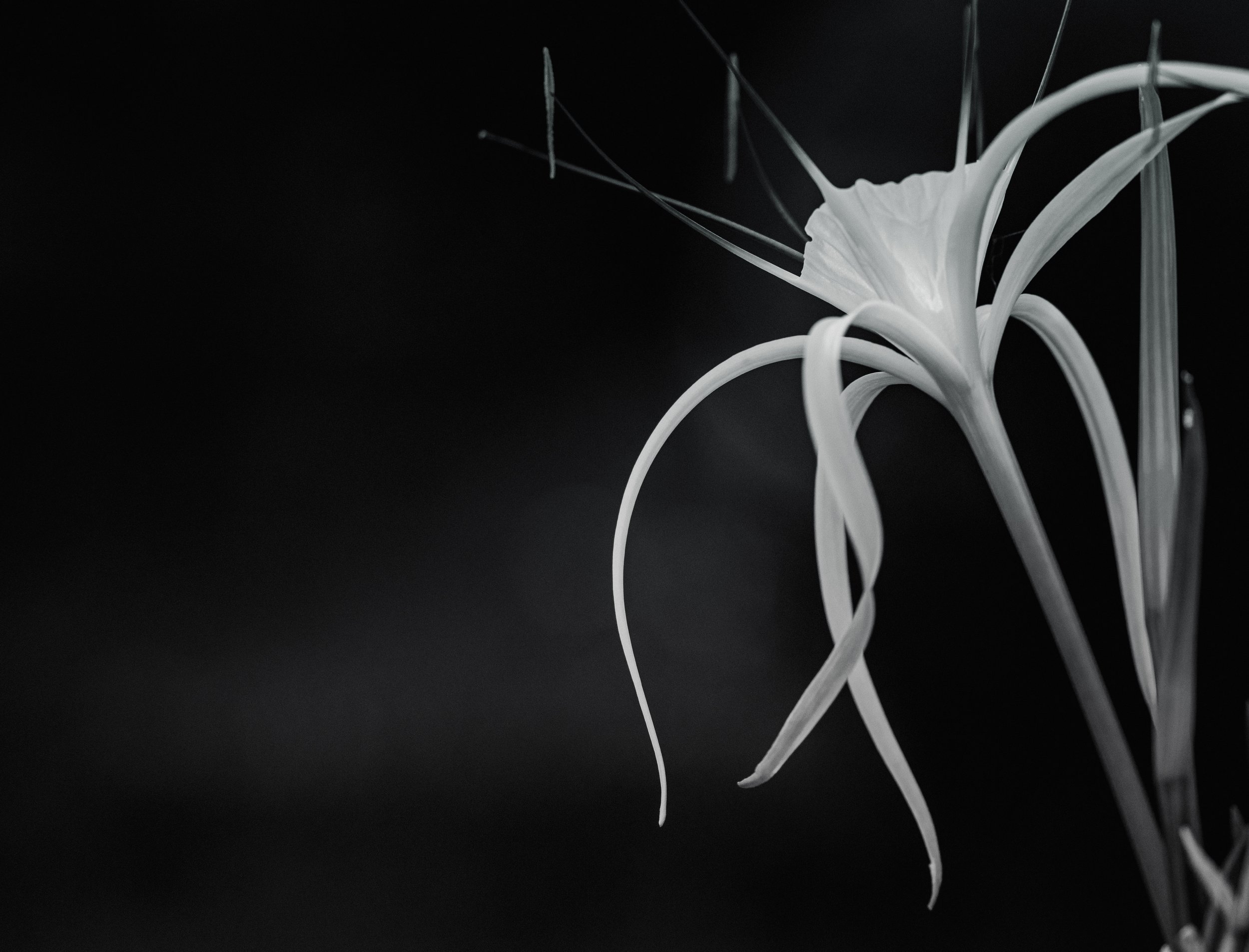 Spider Lily in Cambodia