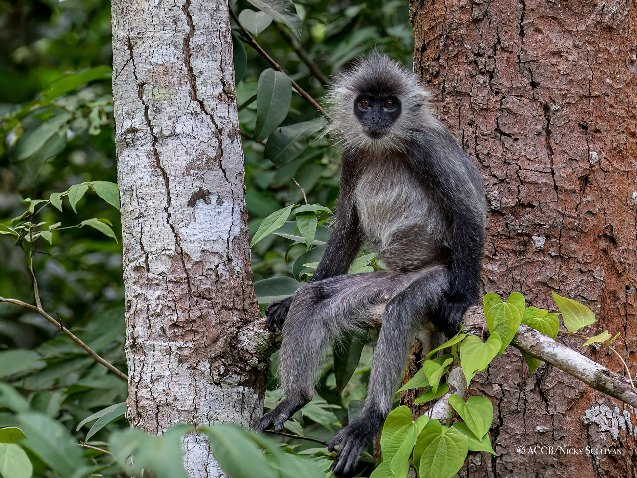 ACCB-Silvered-langur-2208242-Recovered.jpg