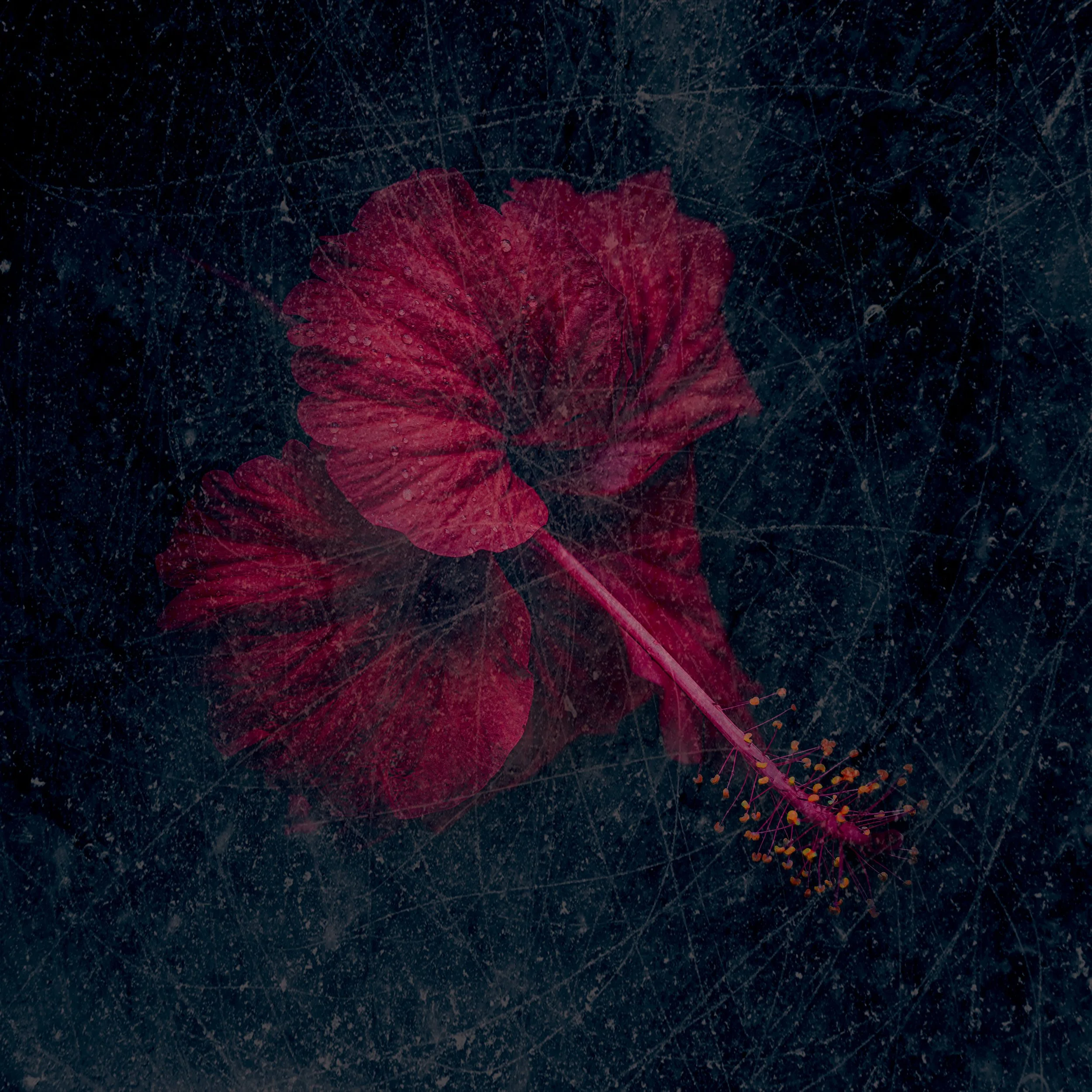 Red hibiscus under a cracked ice texture