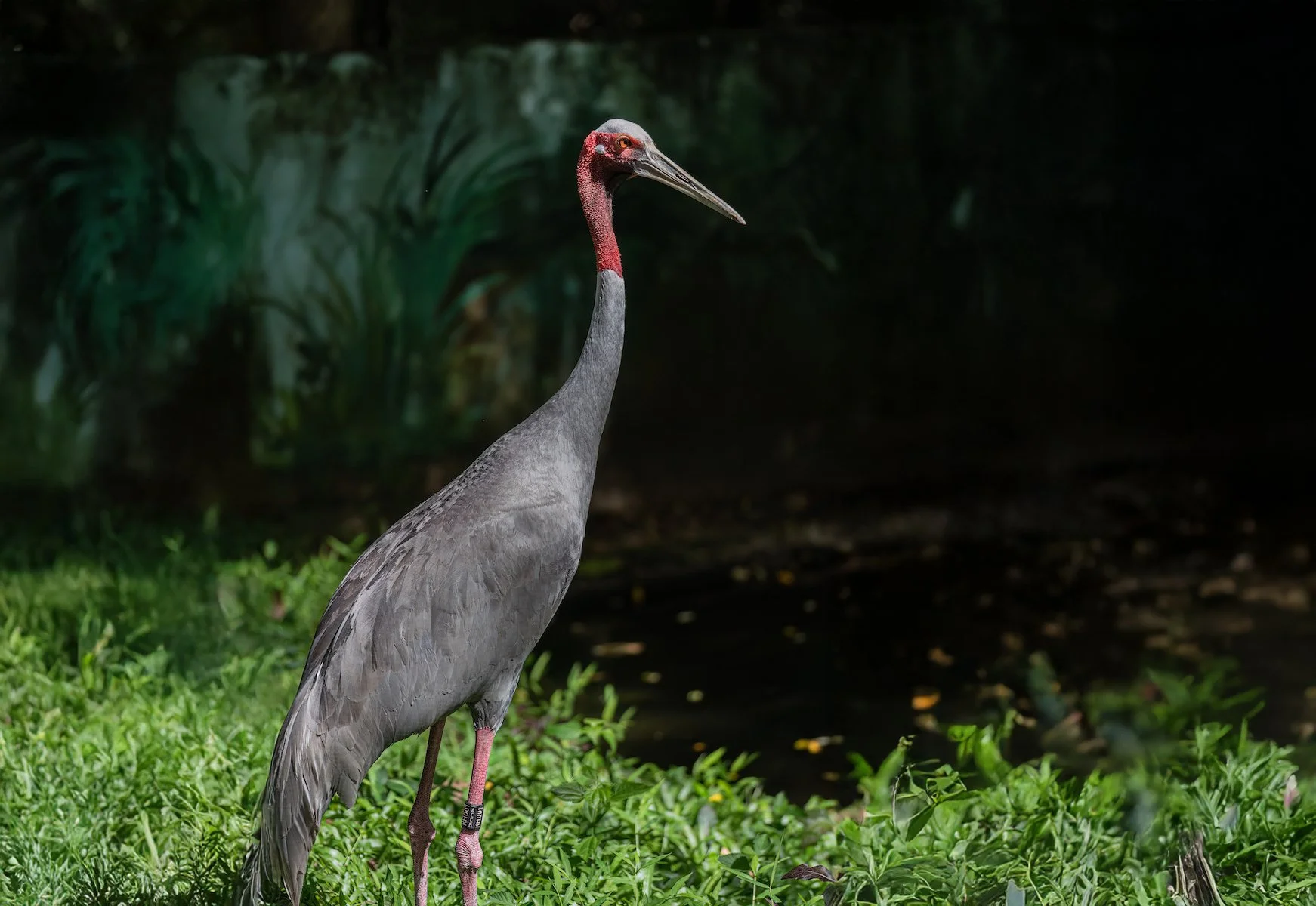 ACCB-Sarus-Crane-220823-2.jpg