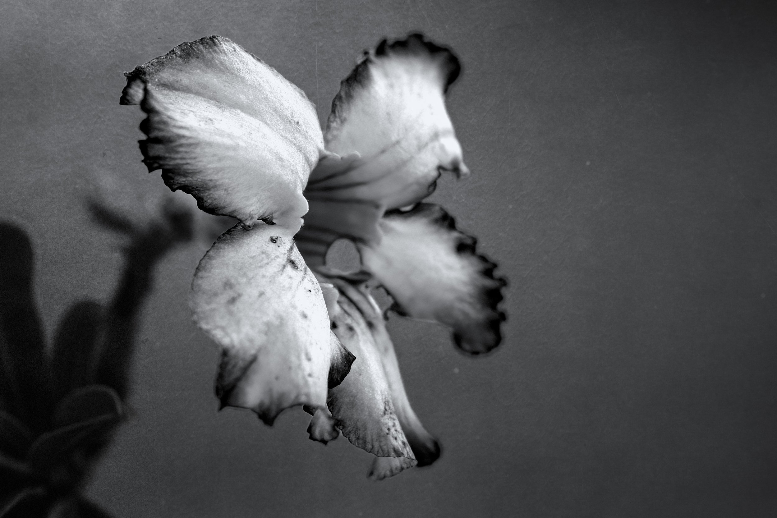 Desert Rose