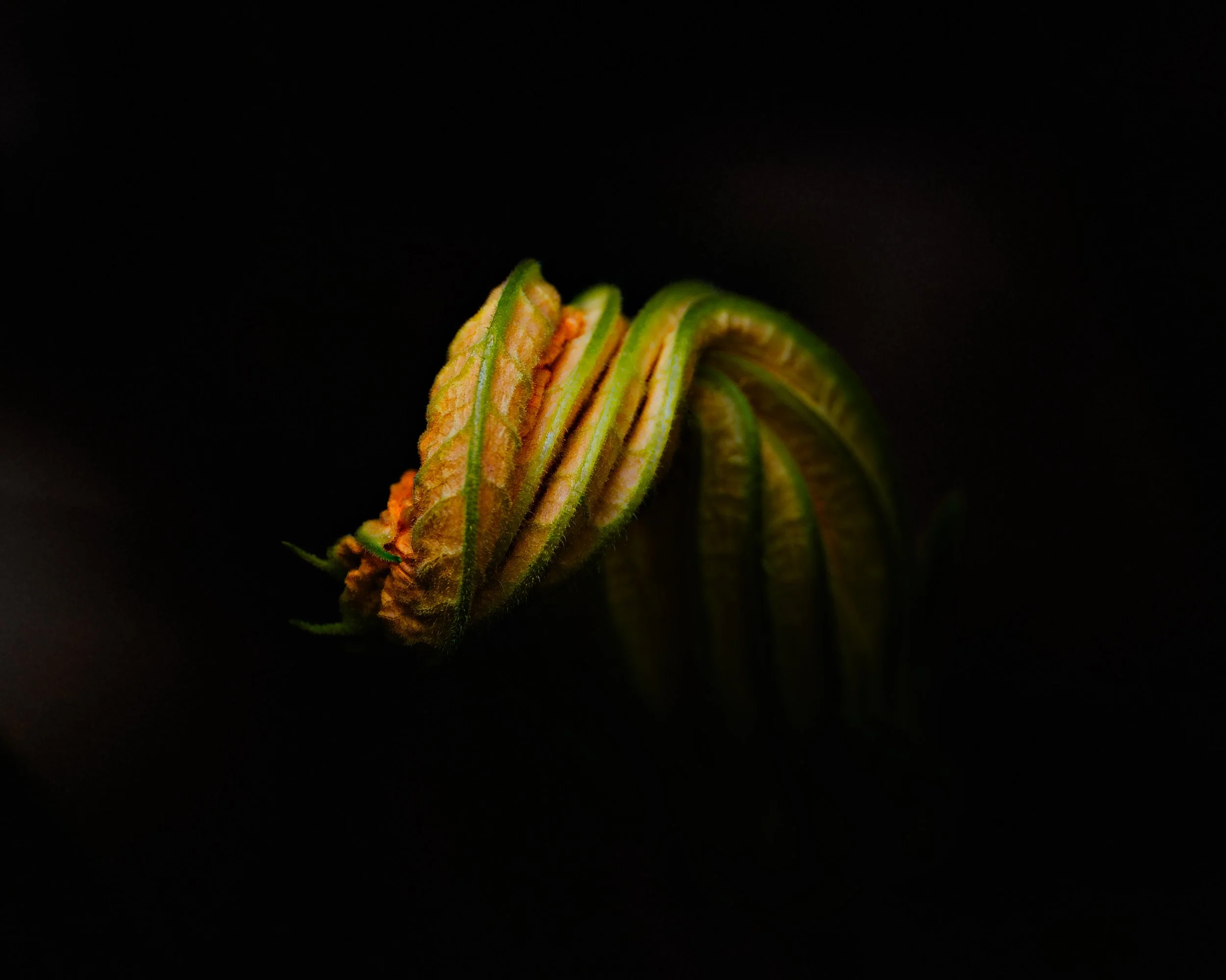Butternut squash flower on a black background