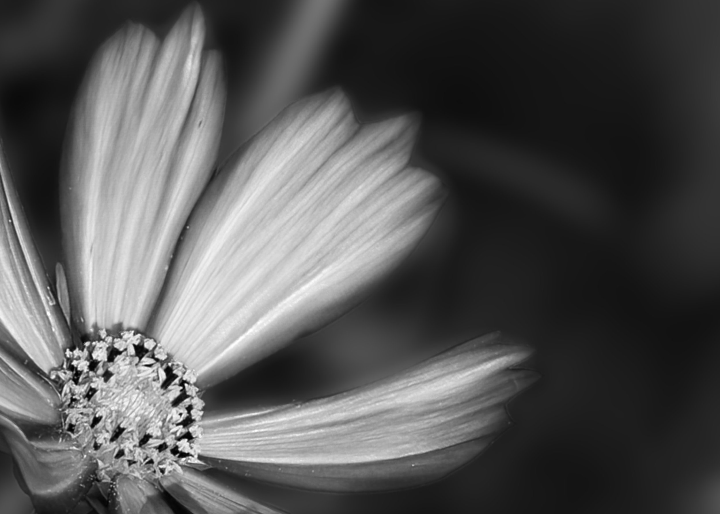 Zinnia