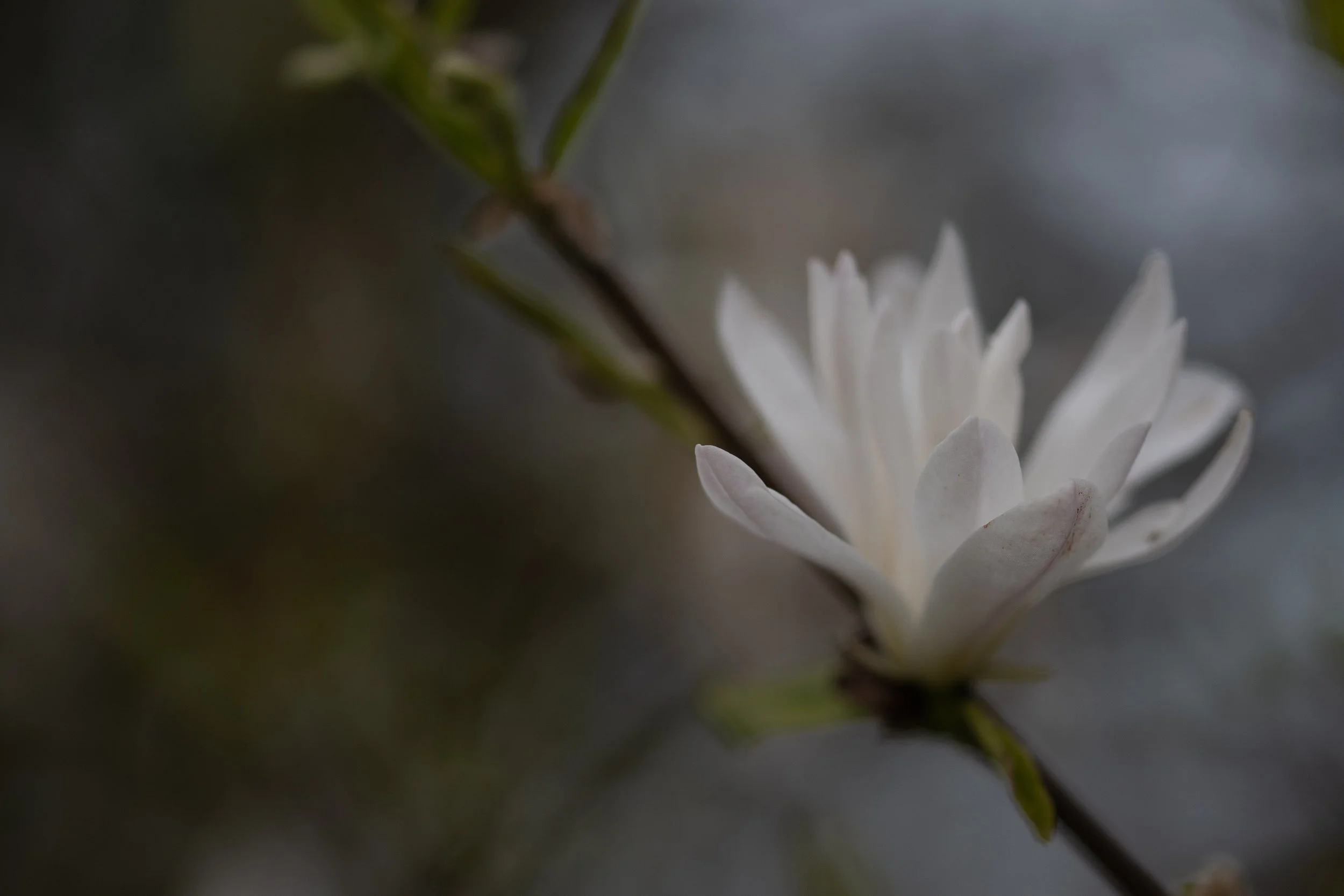 DSC_4846.jpg