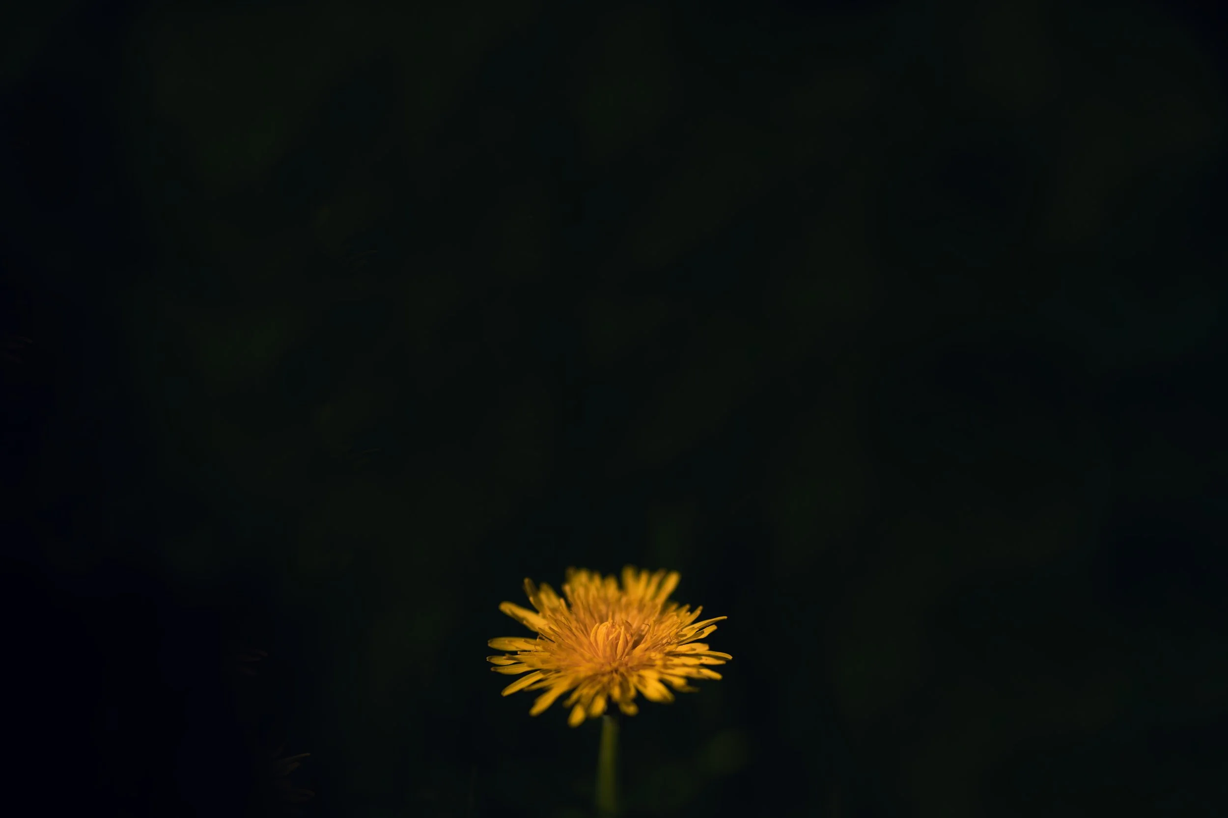 DSC_5491.jpg