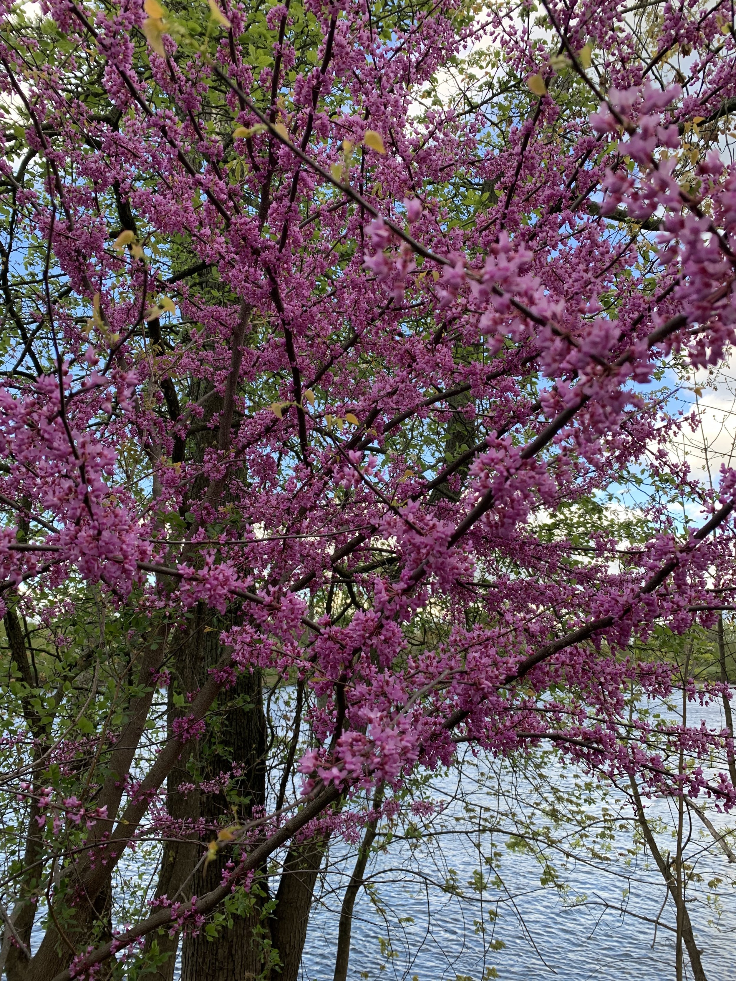 redbud_flowering.jpg