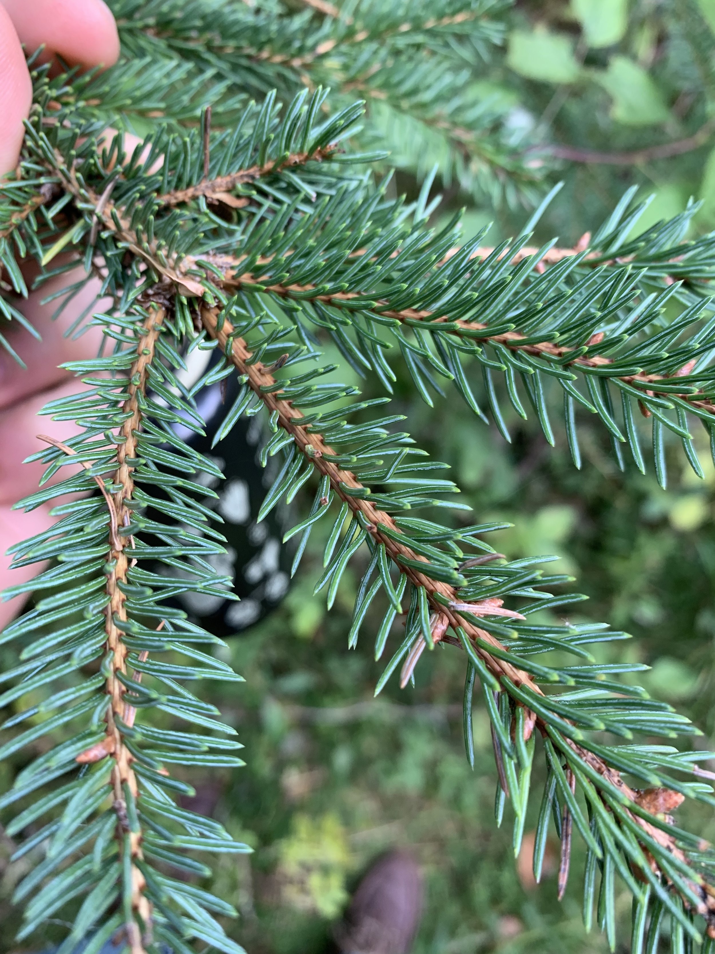 white_spruce_twig.jpg
