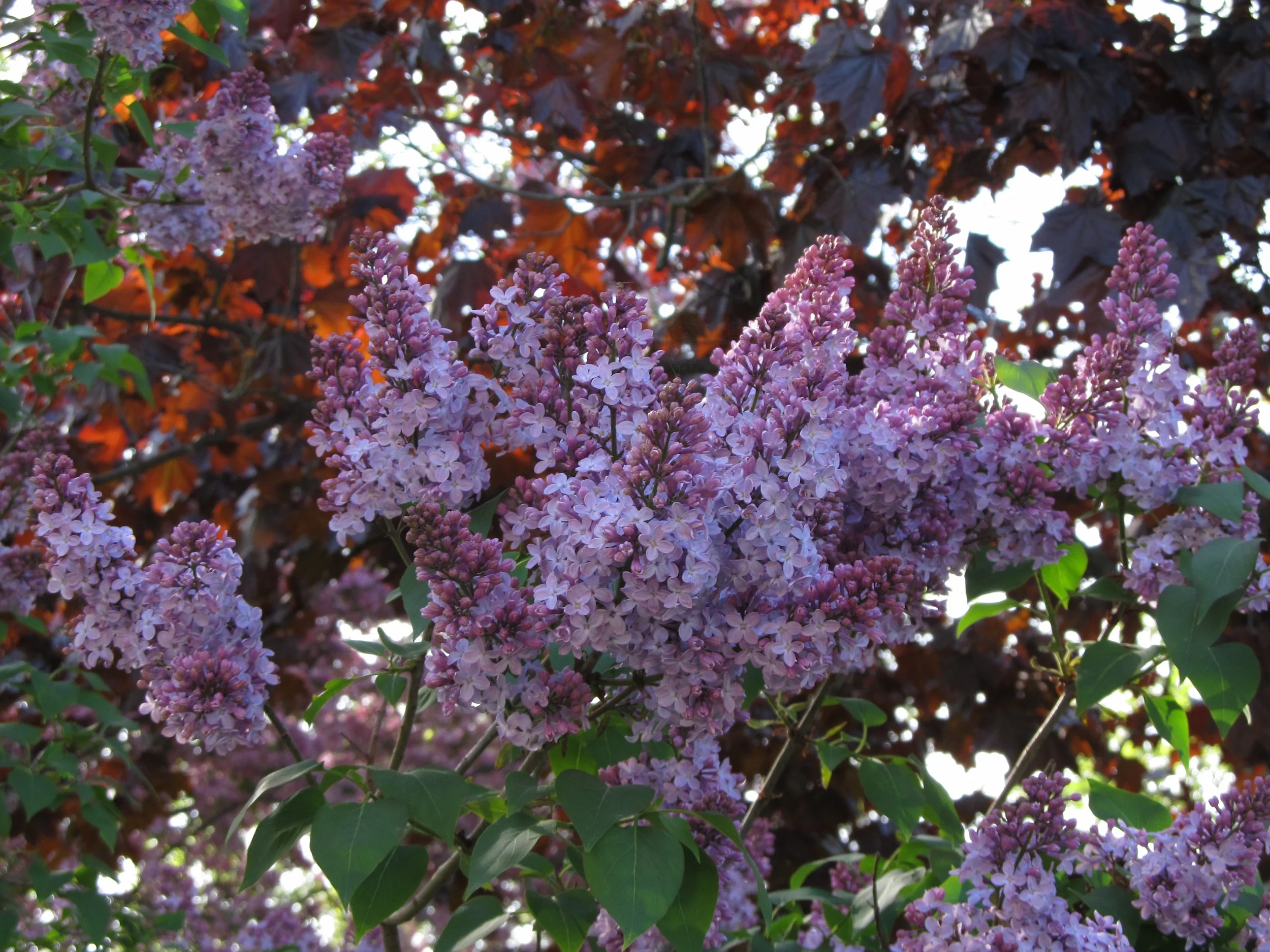 Common Lilac
