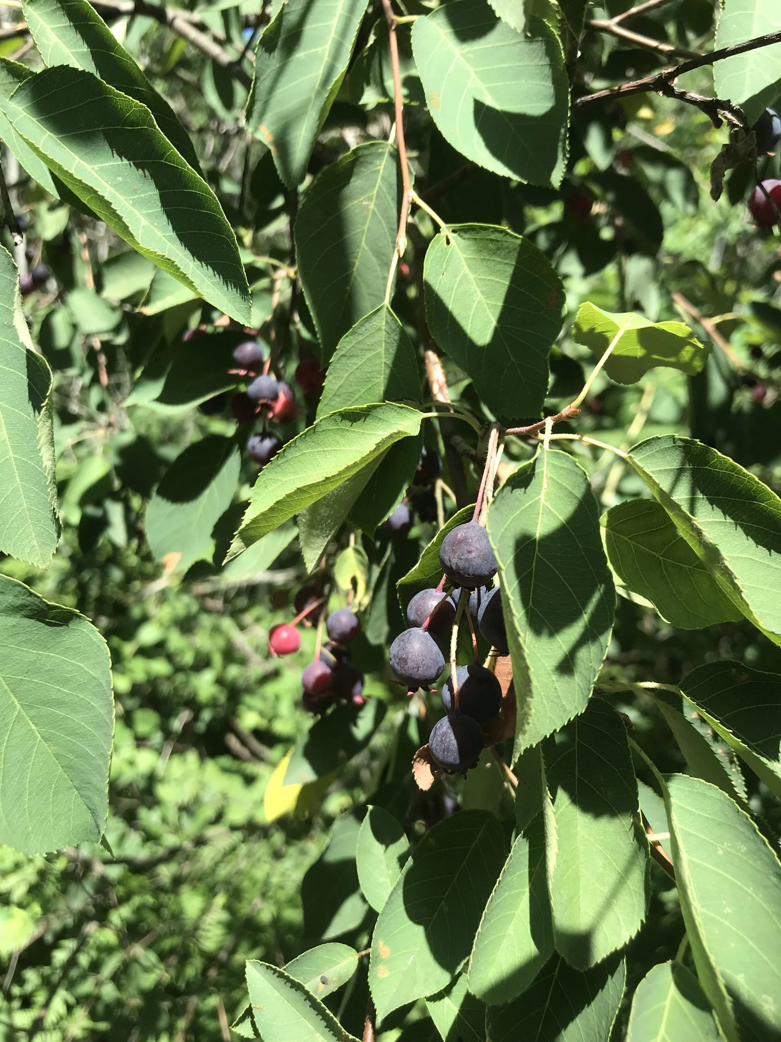 serviceberry_fruit.jpg