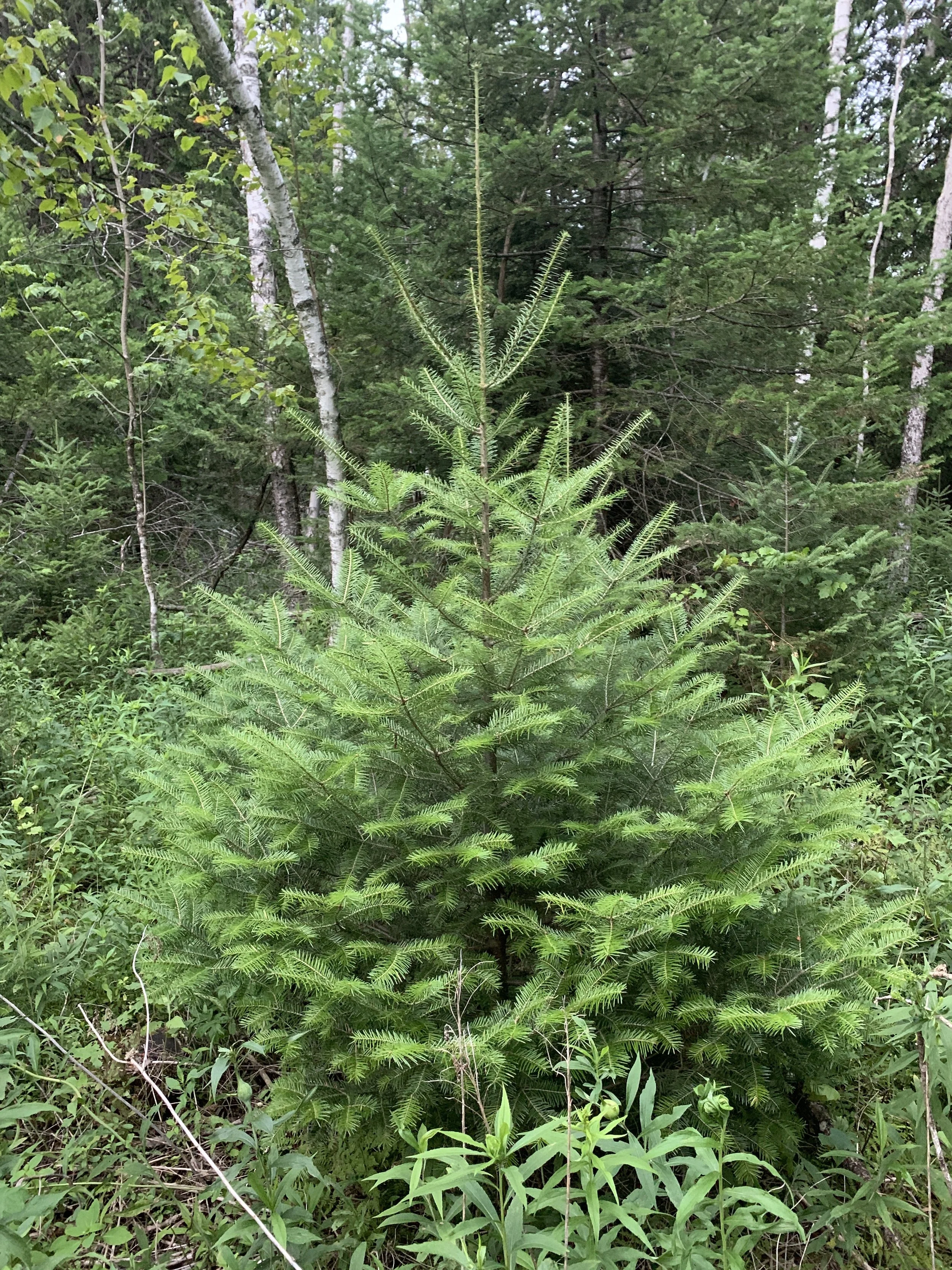 Balsam Fir