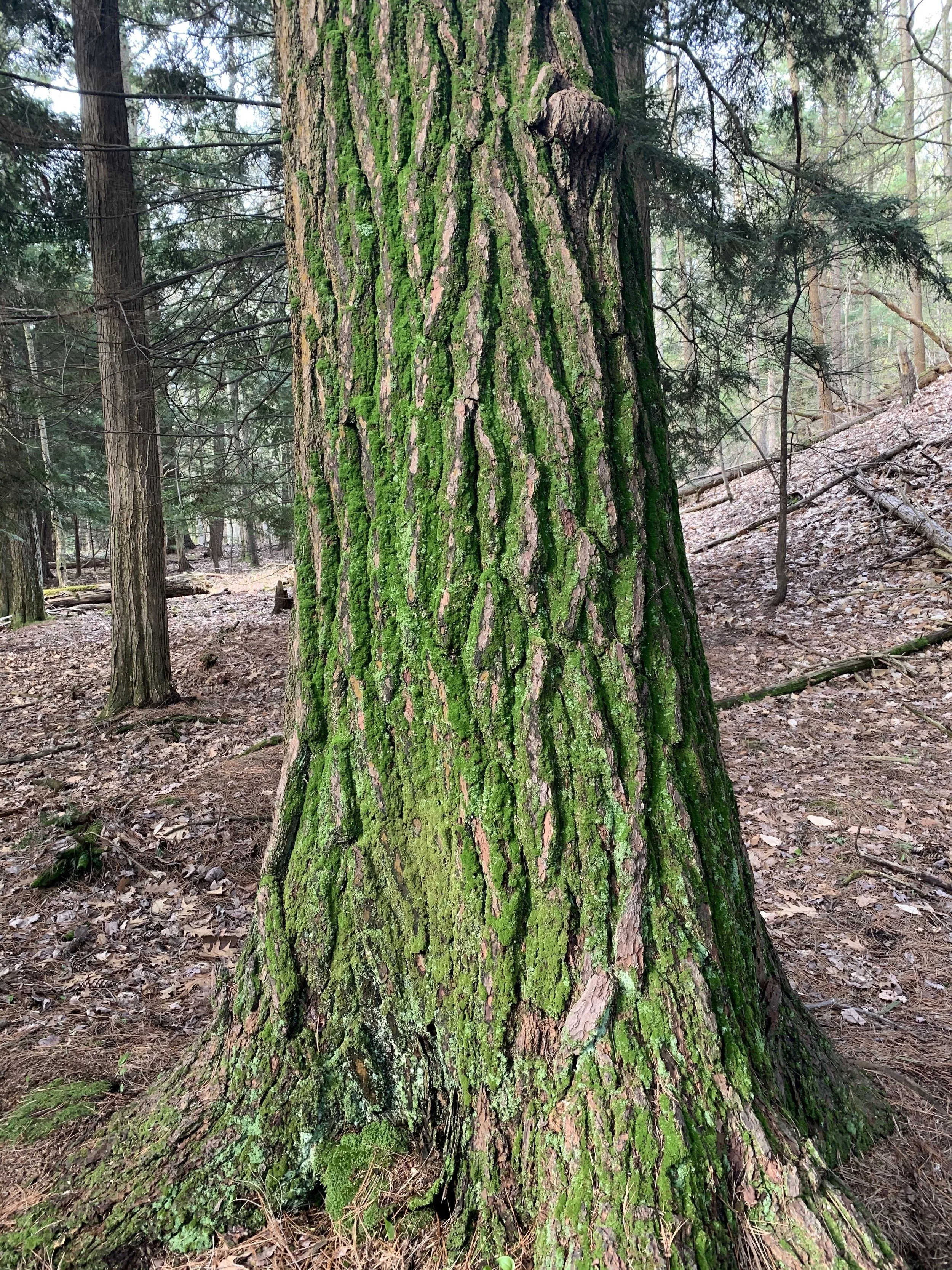 white_pine_trunk.jpg