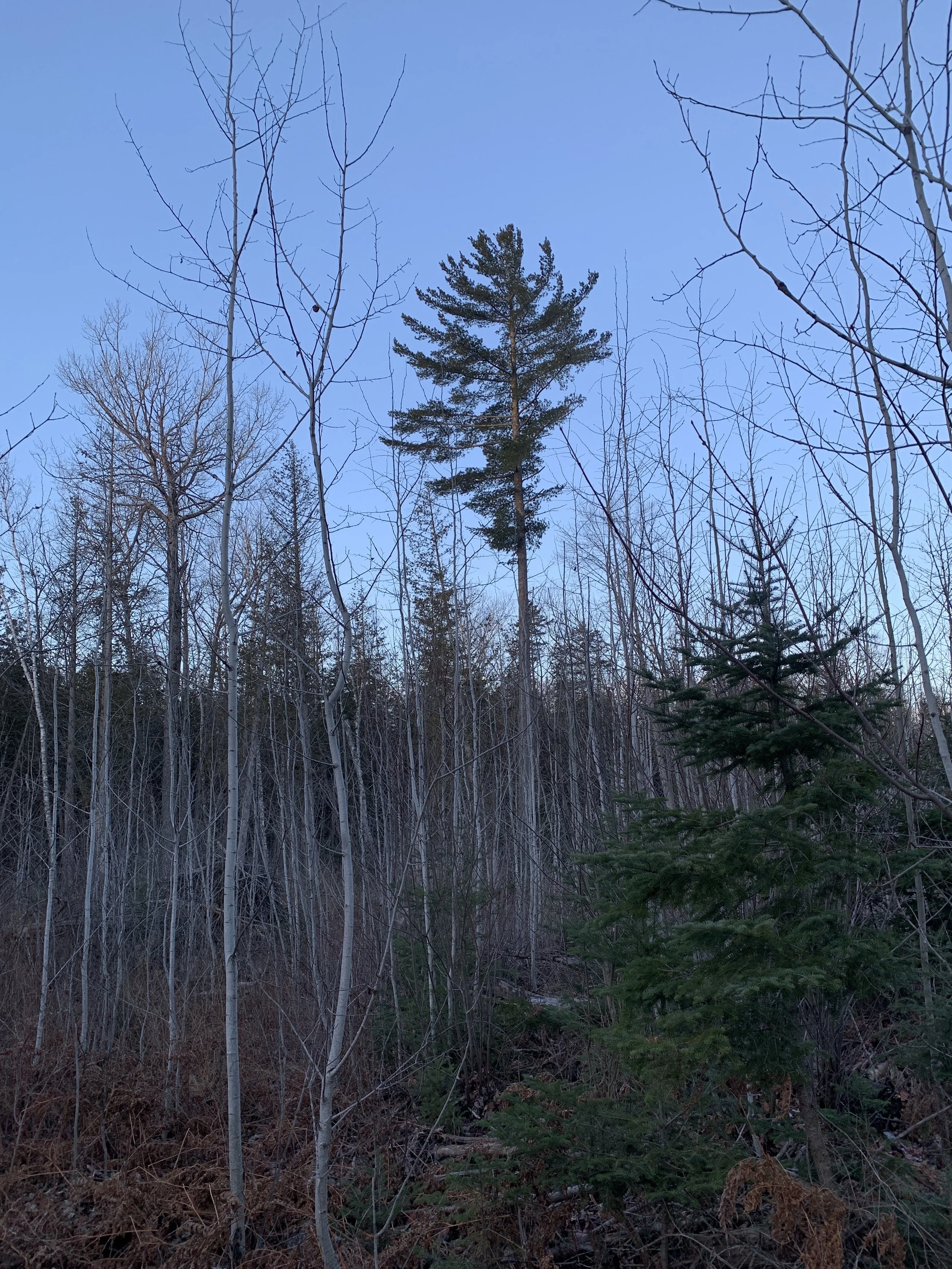 Eastern White Pine