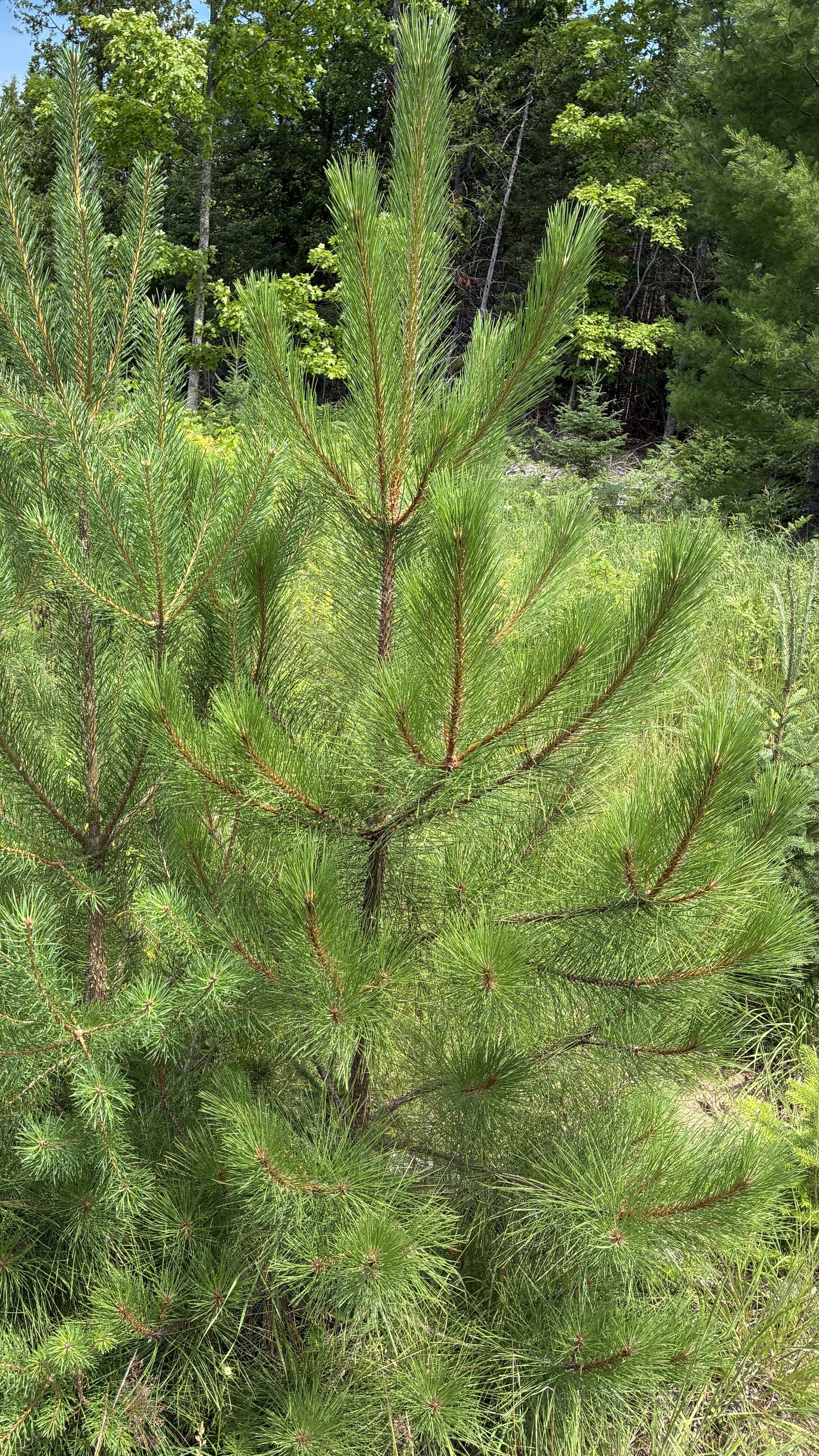 Red Pine