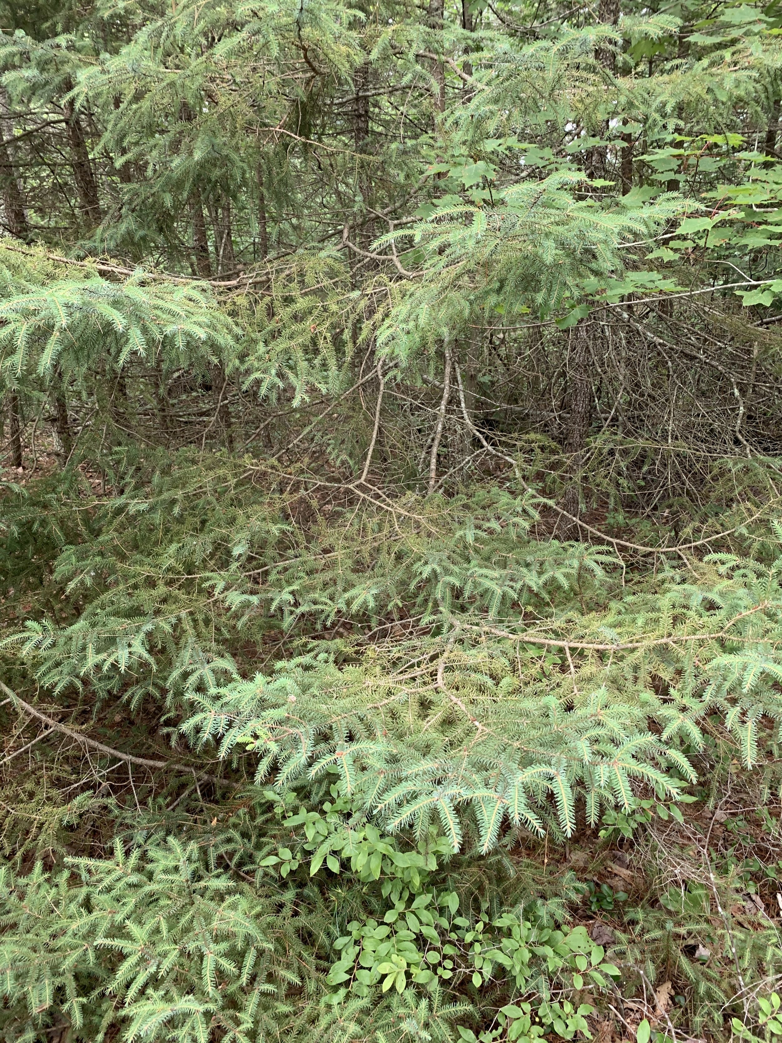 black_spruce_branches.JPG