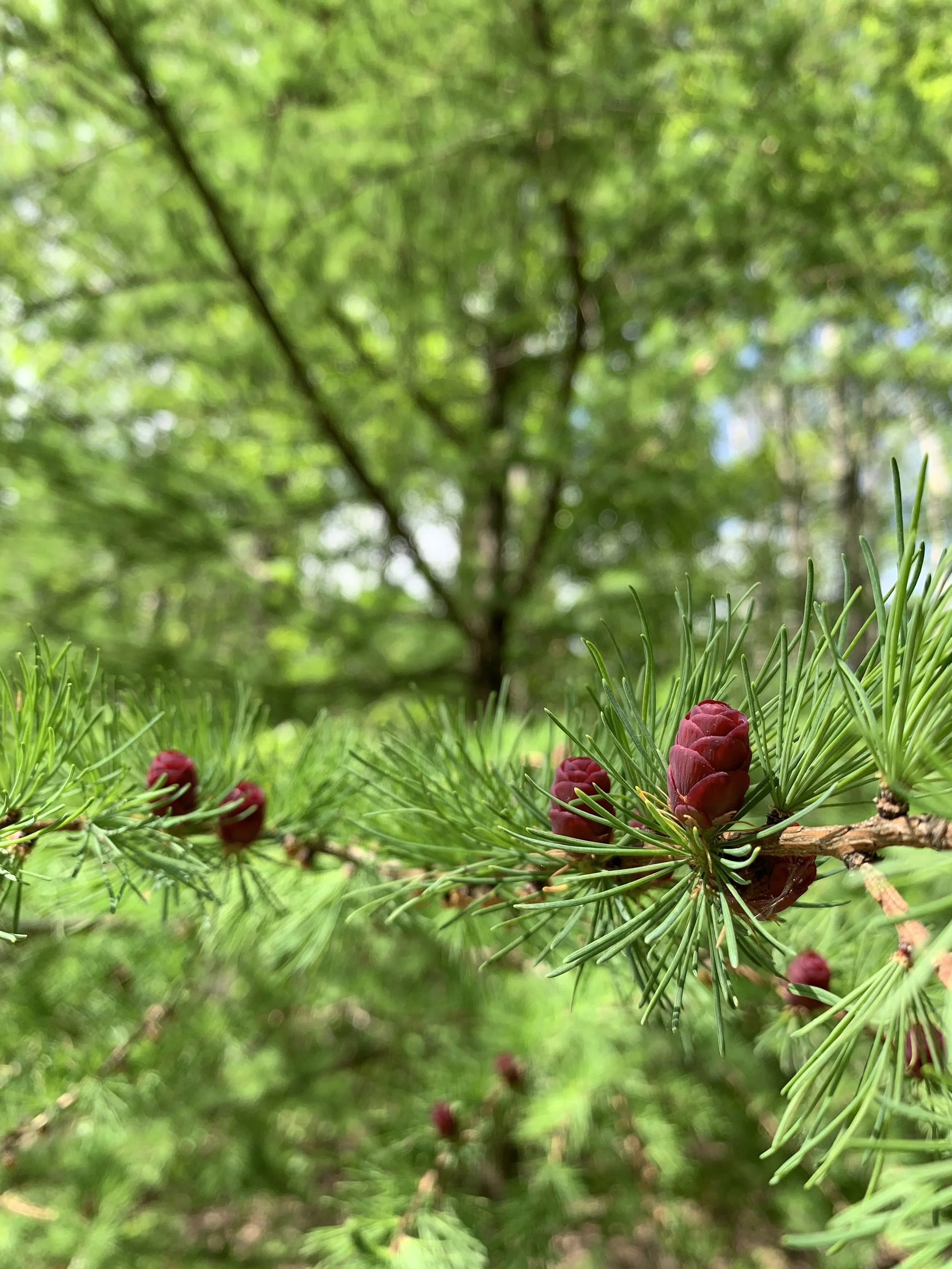 tamarack_cones.jpg