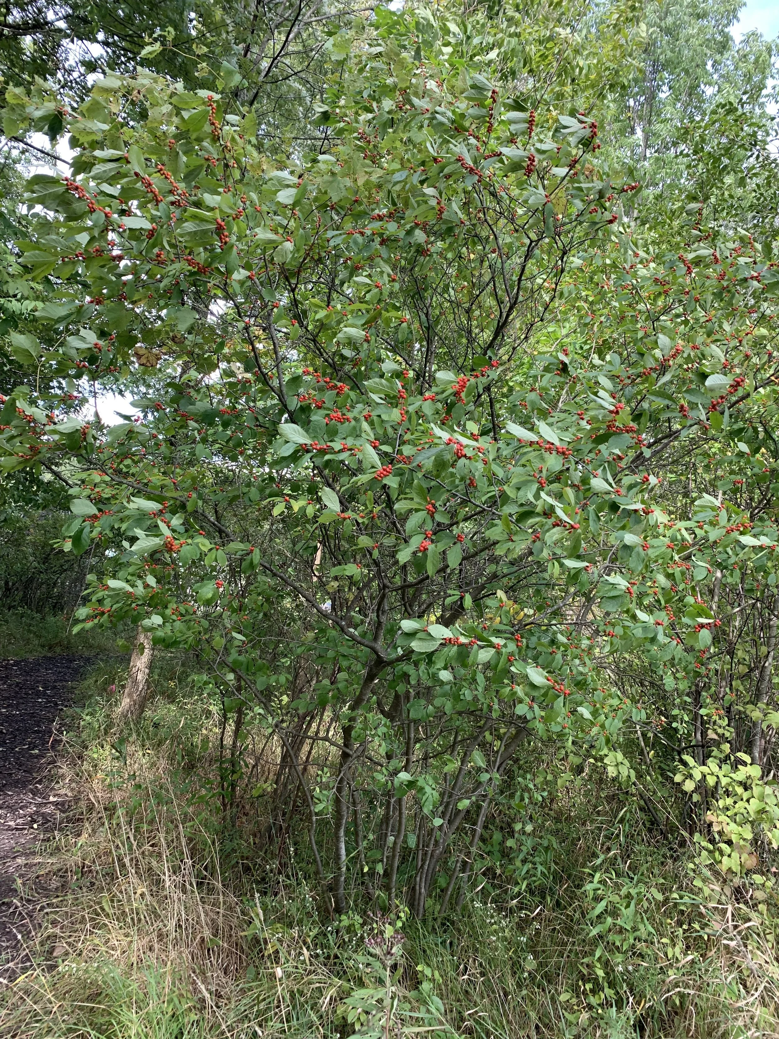 winterberry_shrub.jpg