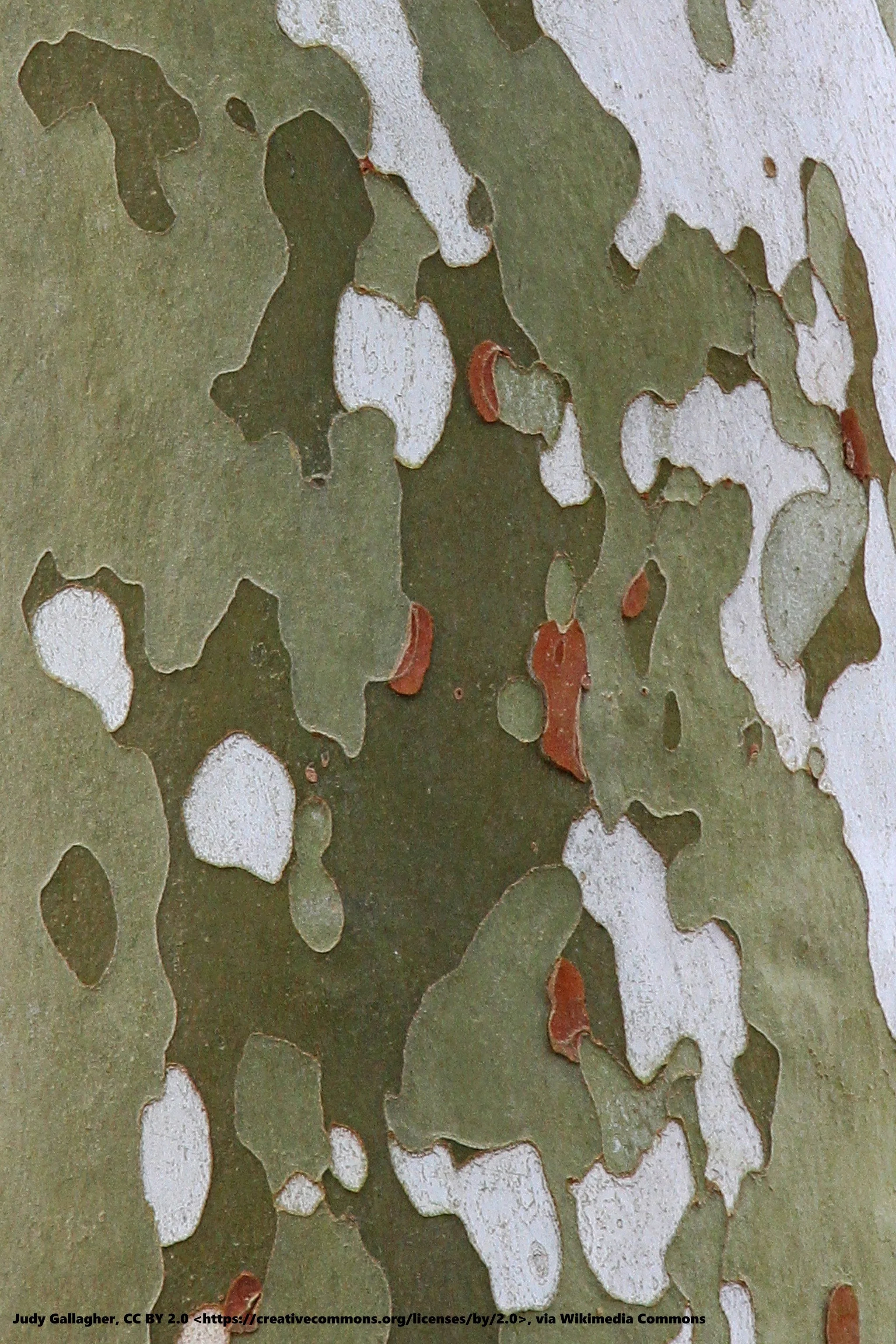 2048px-American_Sycamore_bark_-_Platanus_occidentalis,_Leesylvania_State_Park,_Woodbridge,_Virginia.jpg