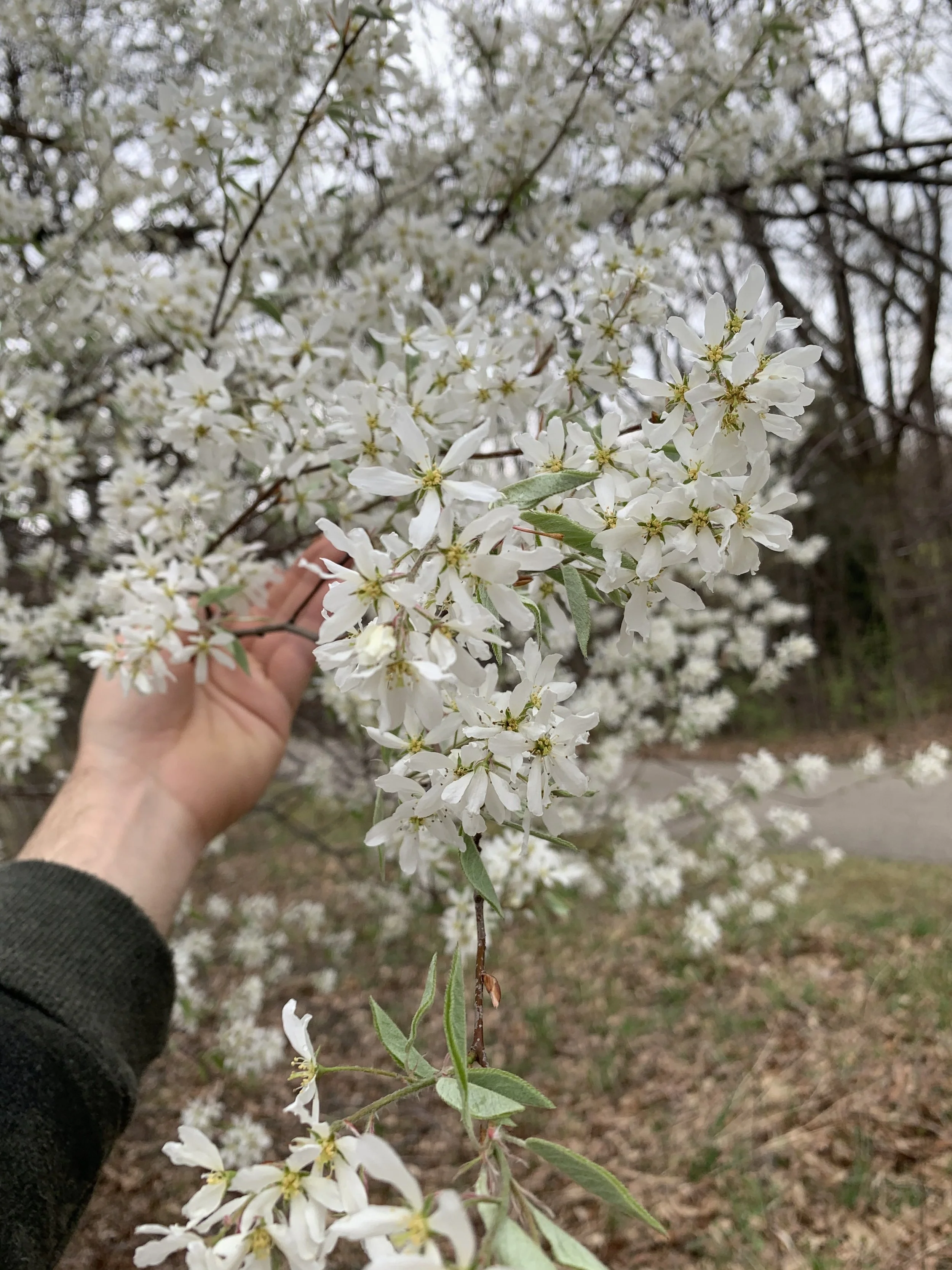 Allegheny Serviceberry