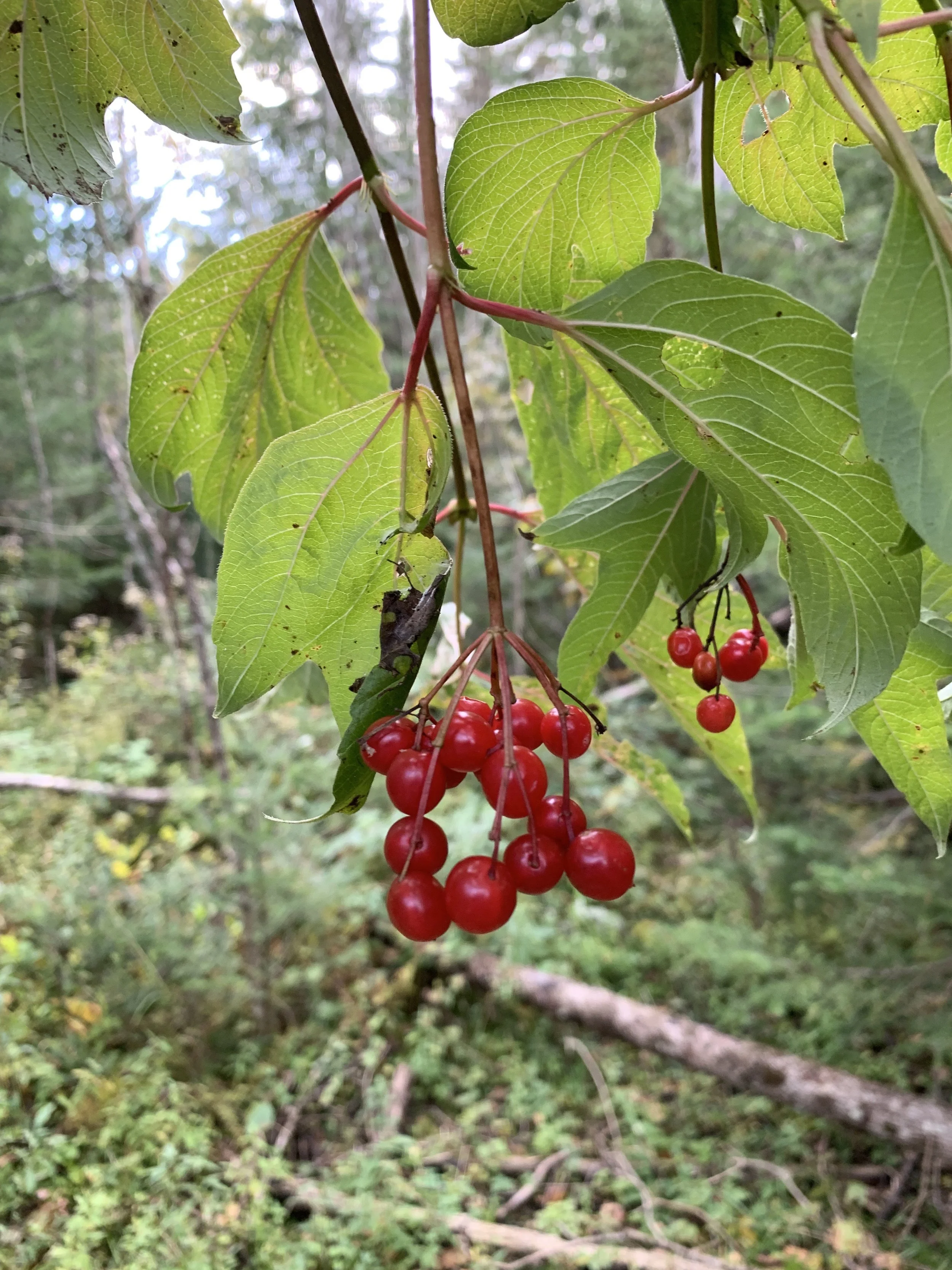 American Highbush Cranberry