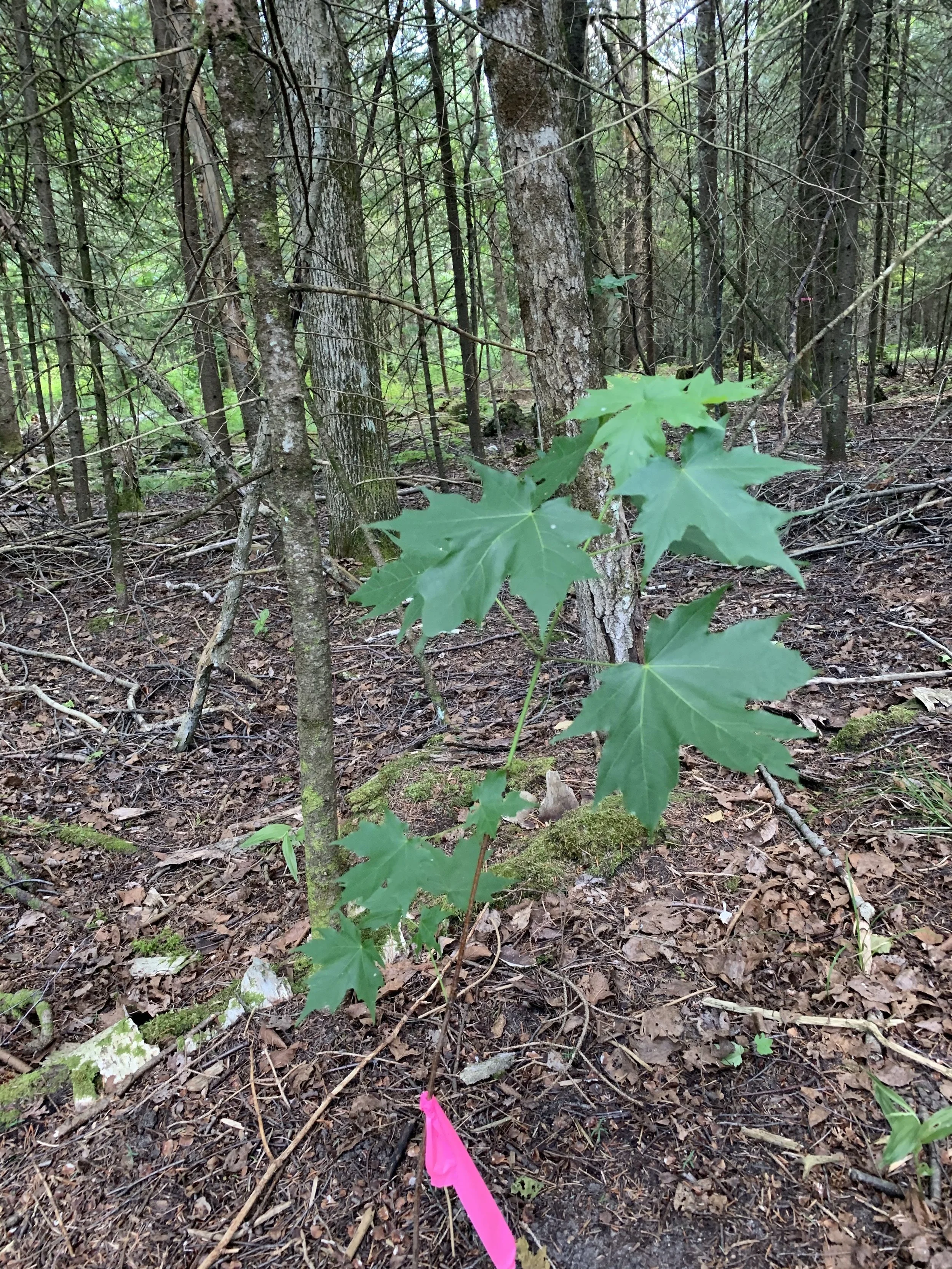 sugar_maple_seedling.jpg