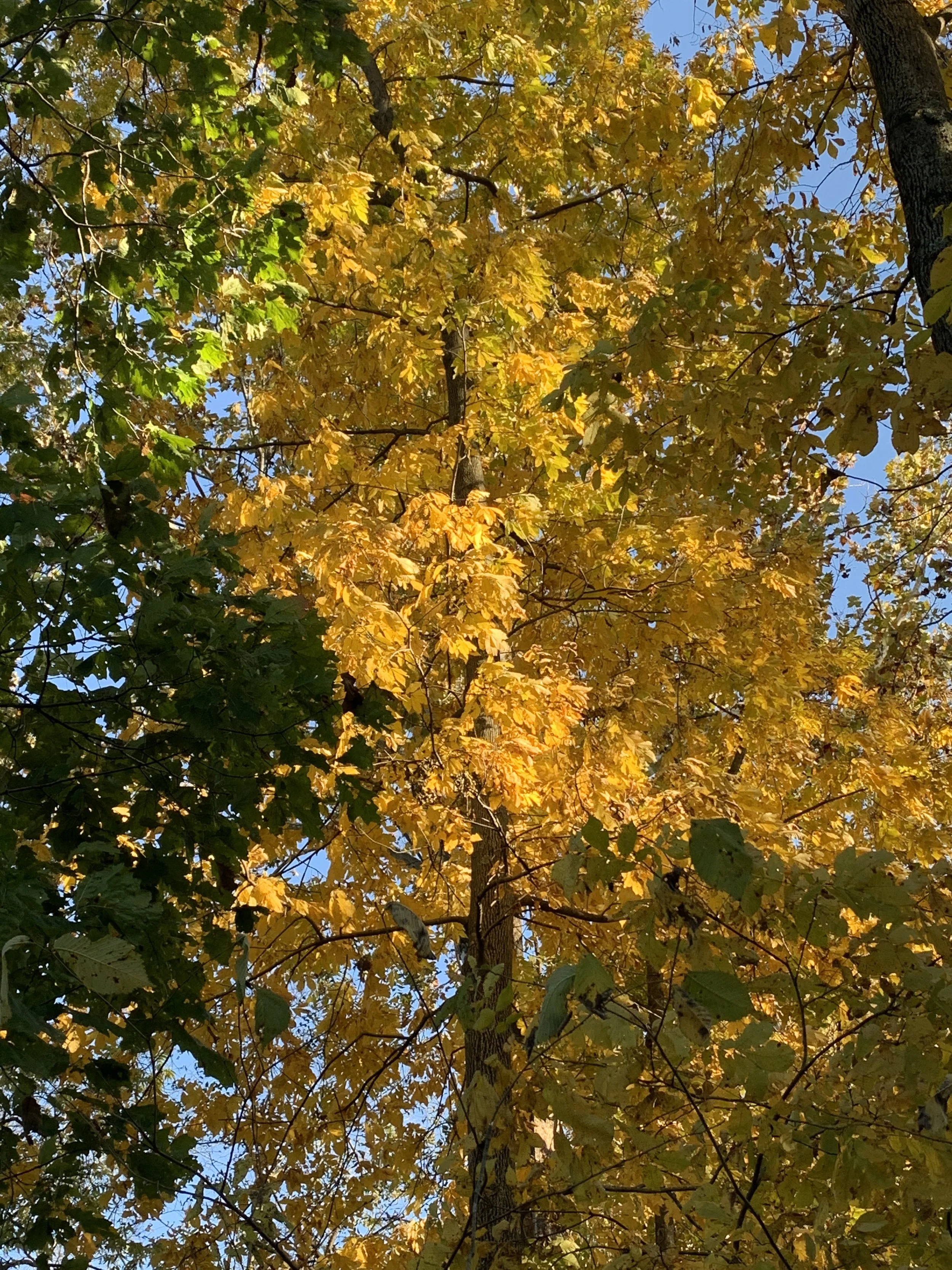 bitternut_hickory_fall_color.JPG