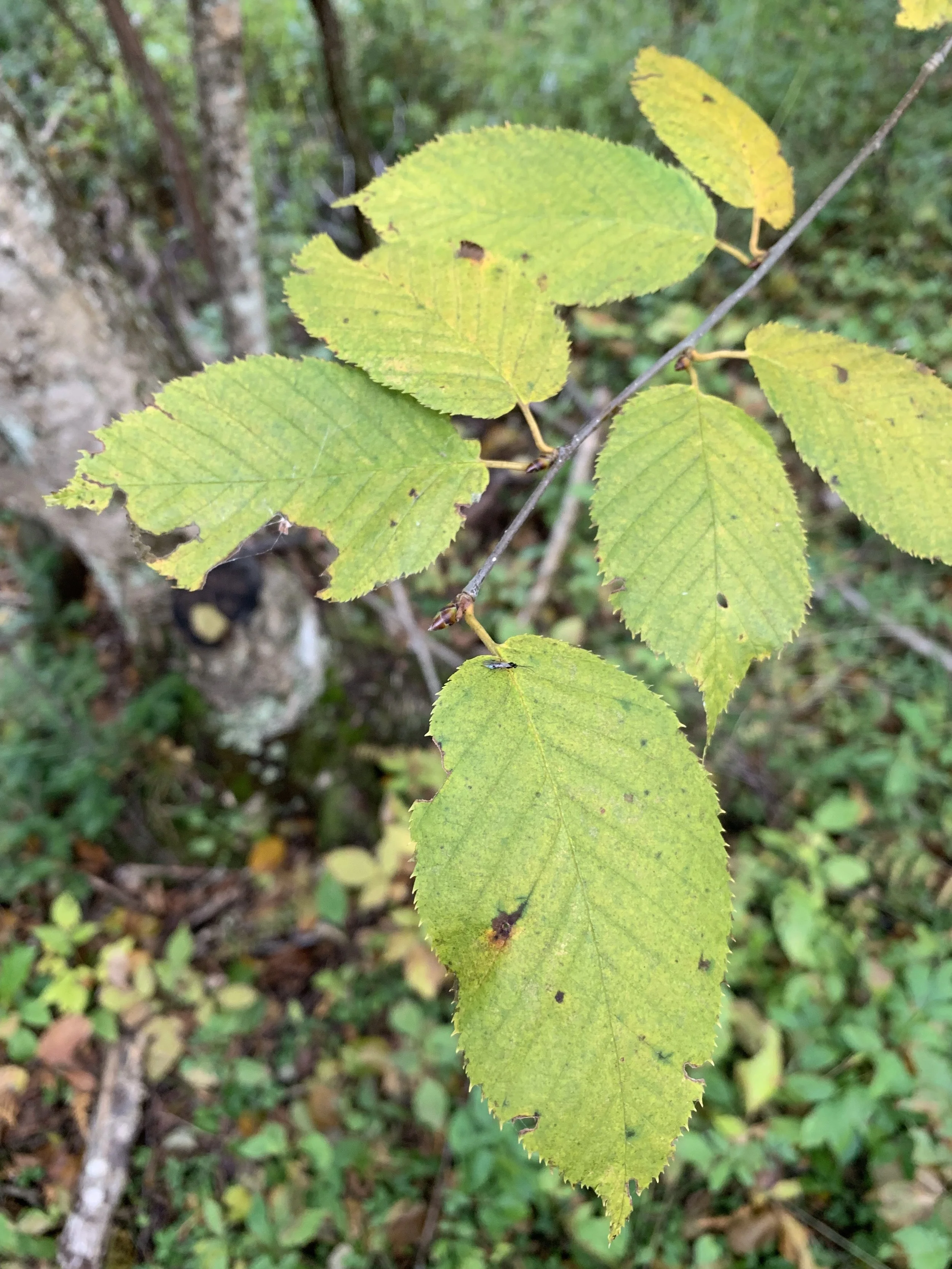 yellow_birch_leaves.jpg
