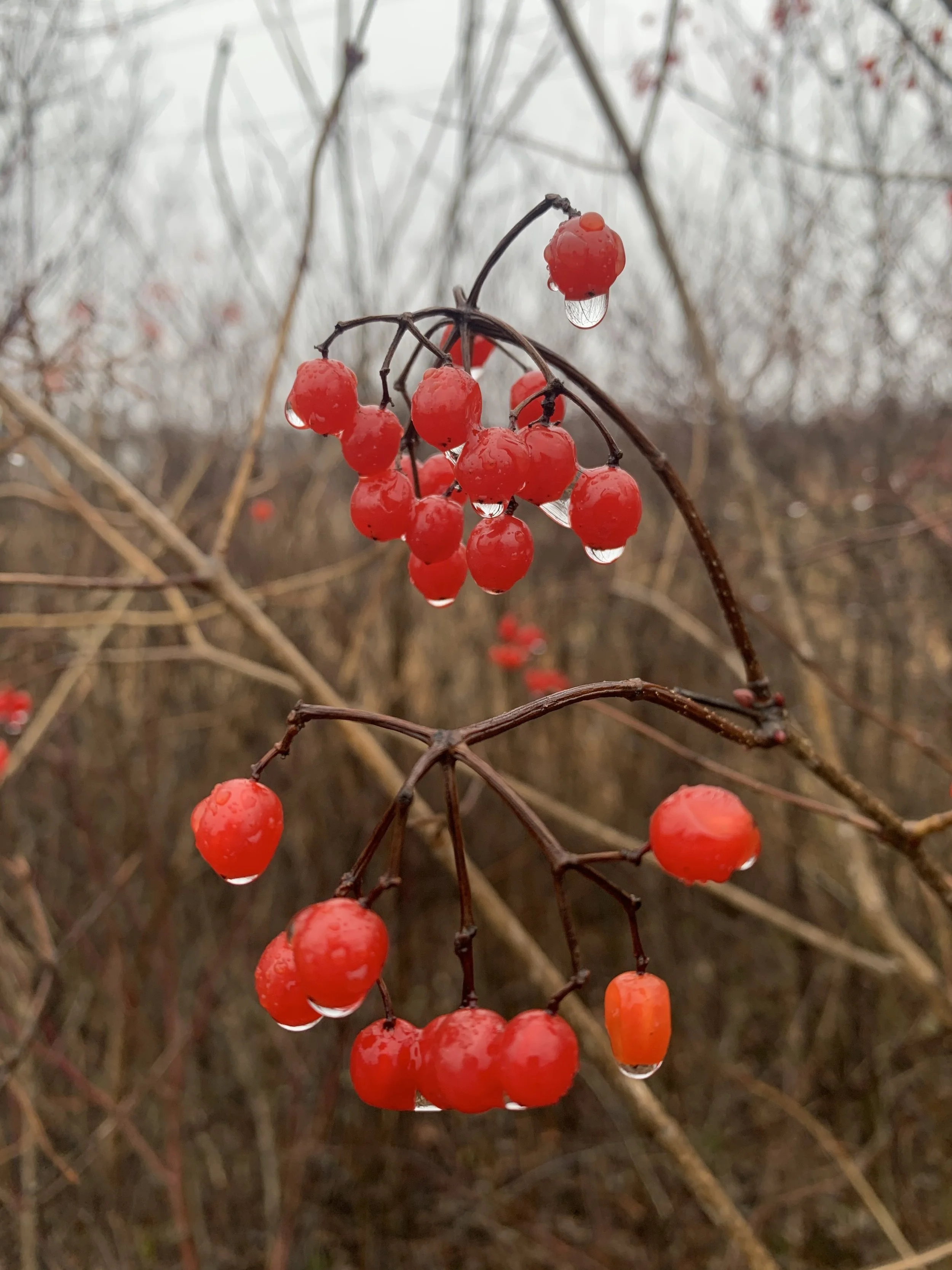 highbush_cranberry_fruits (2).jpg