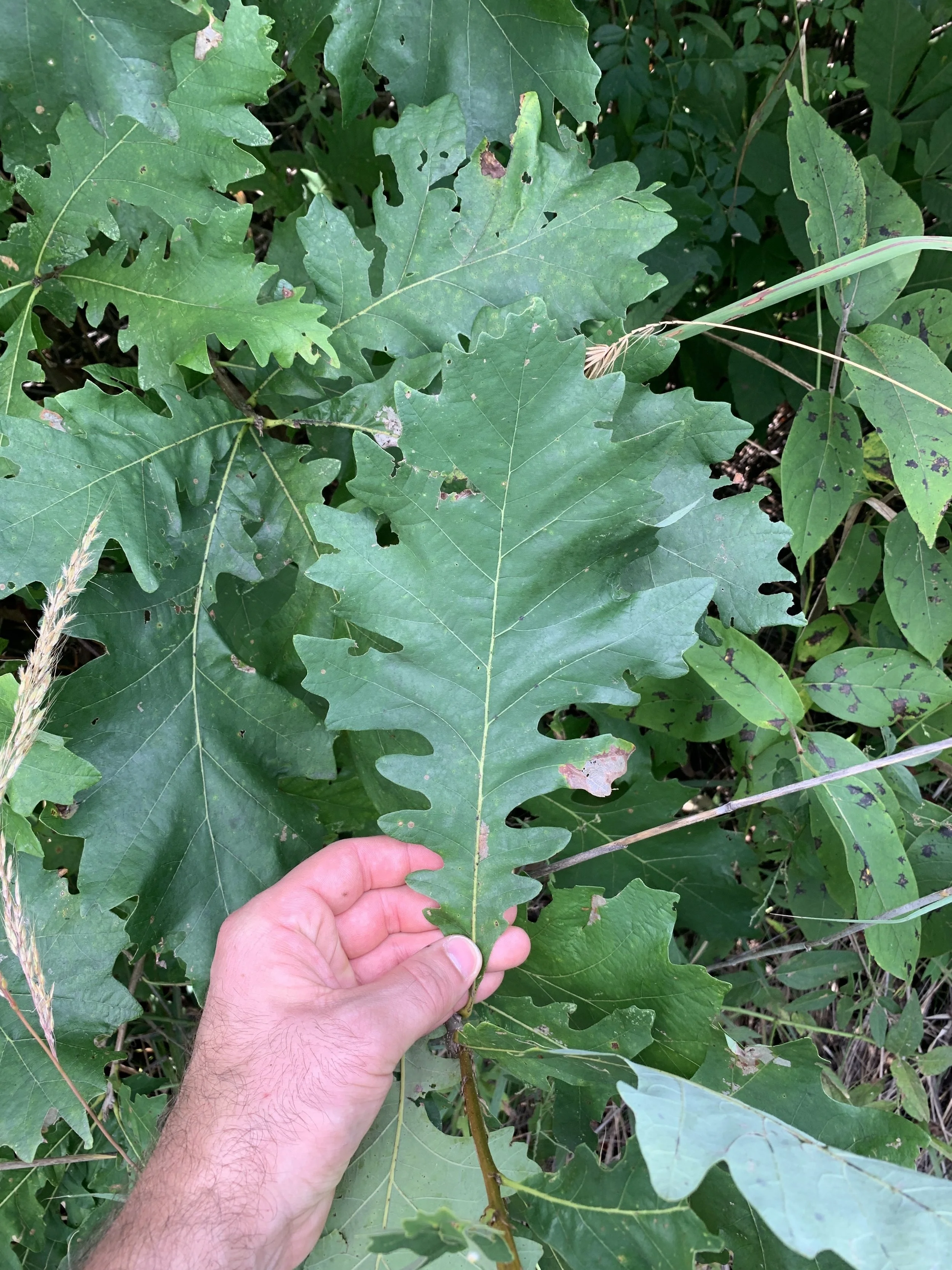 Bur Oak