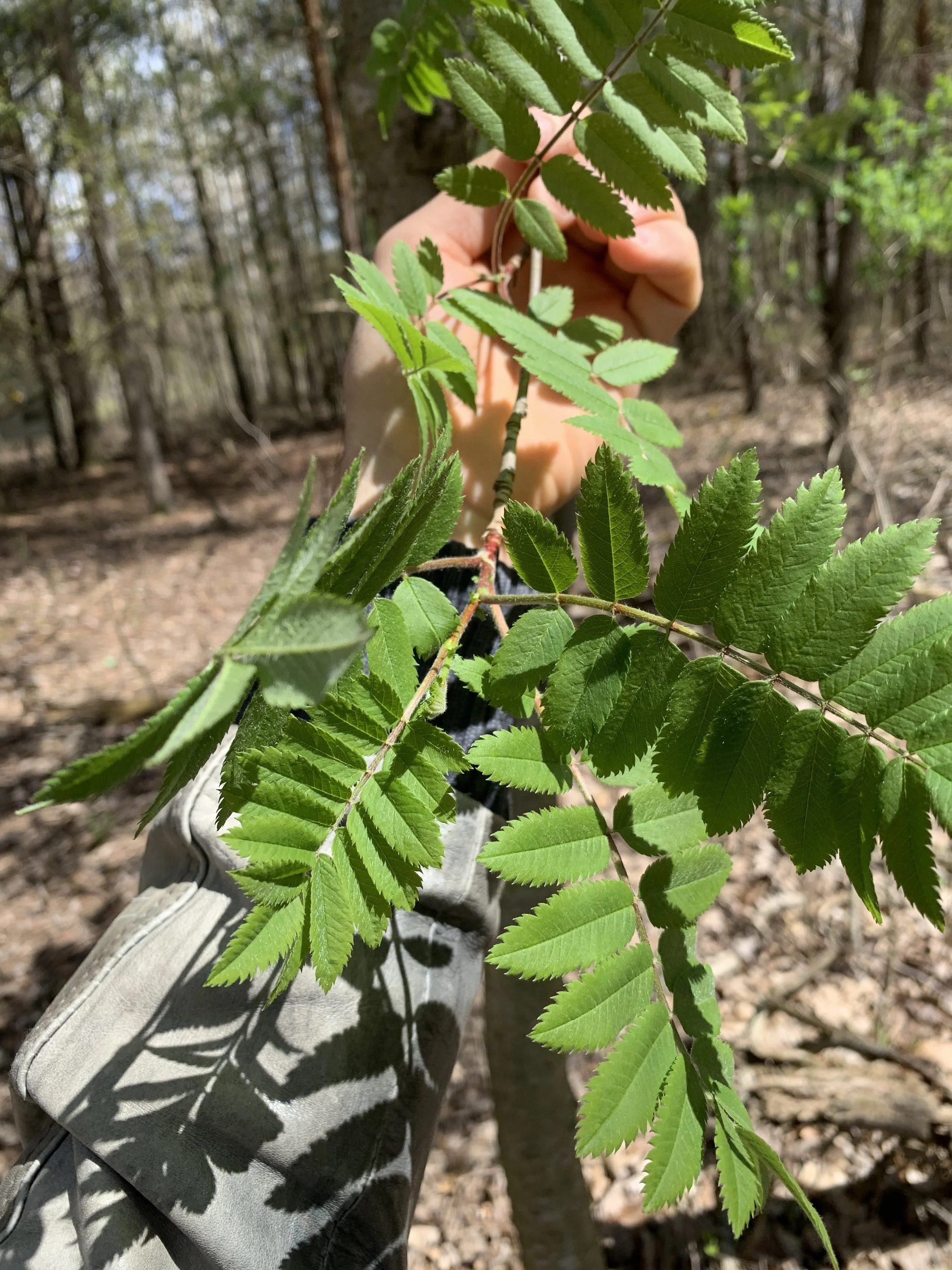 mountain_ash_leaves.jpg