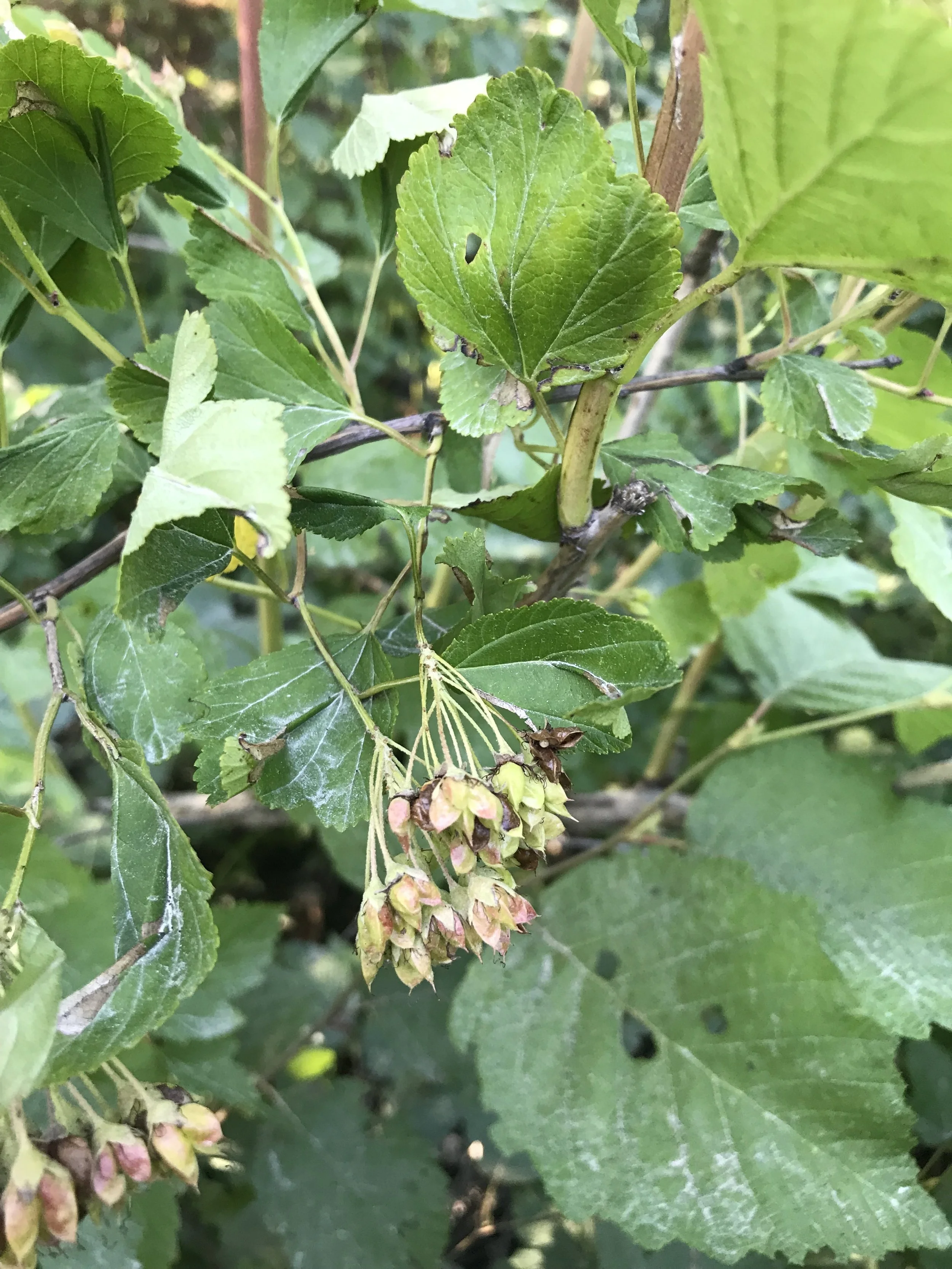 ninebark_maturing_fruit.jpg
