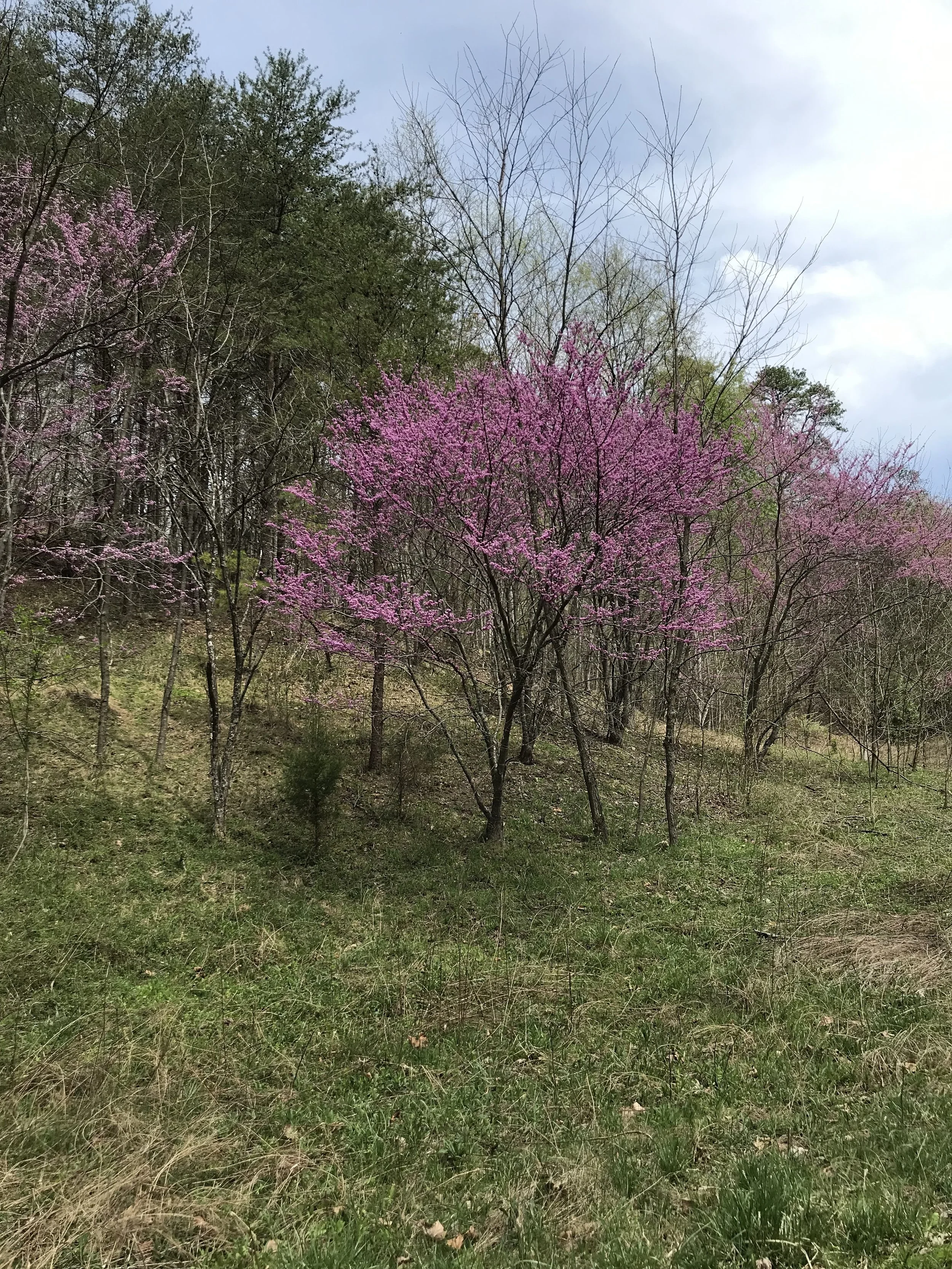 redbud_in_blossom.jpg