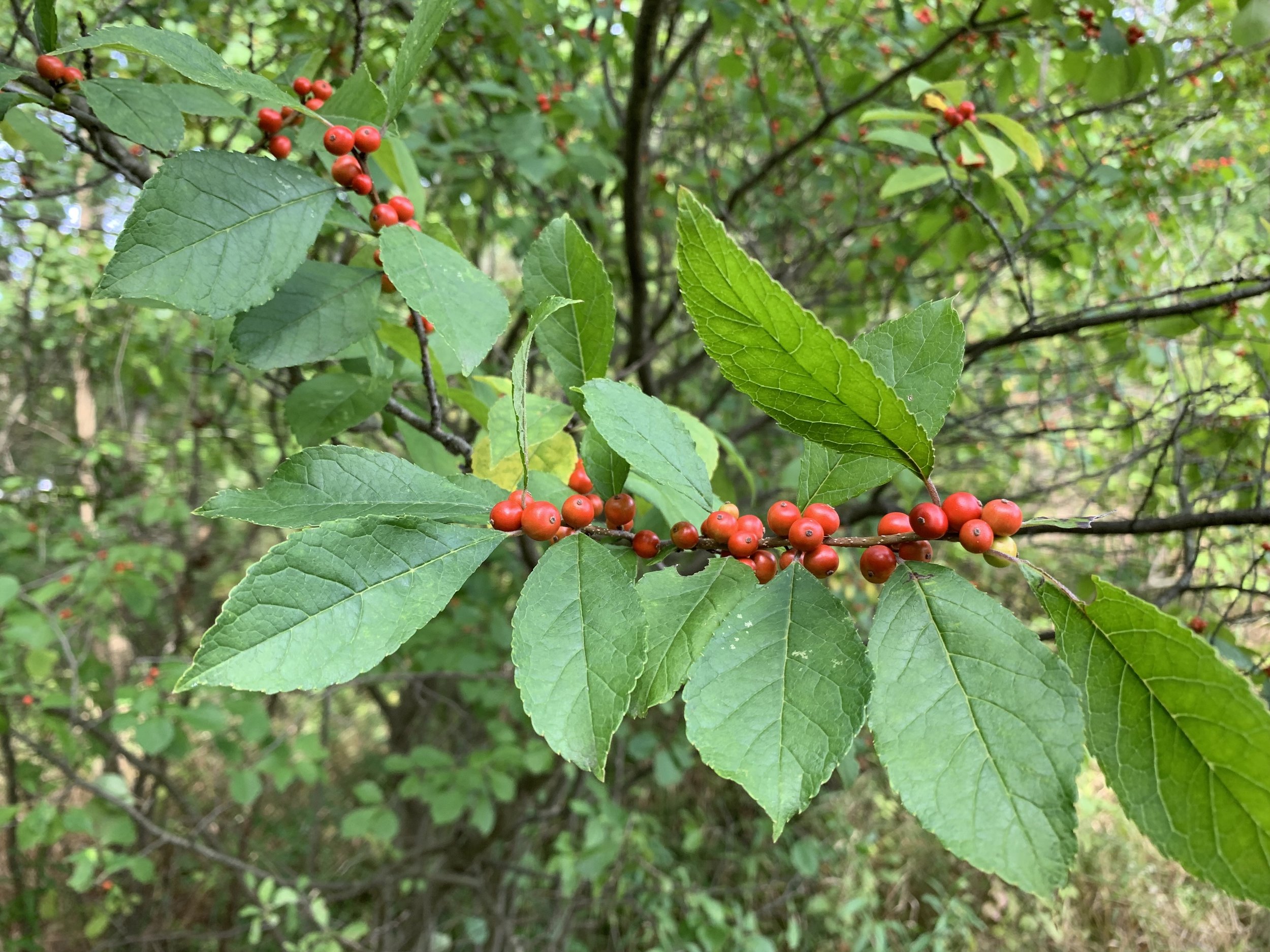 Winterberry Holly