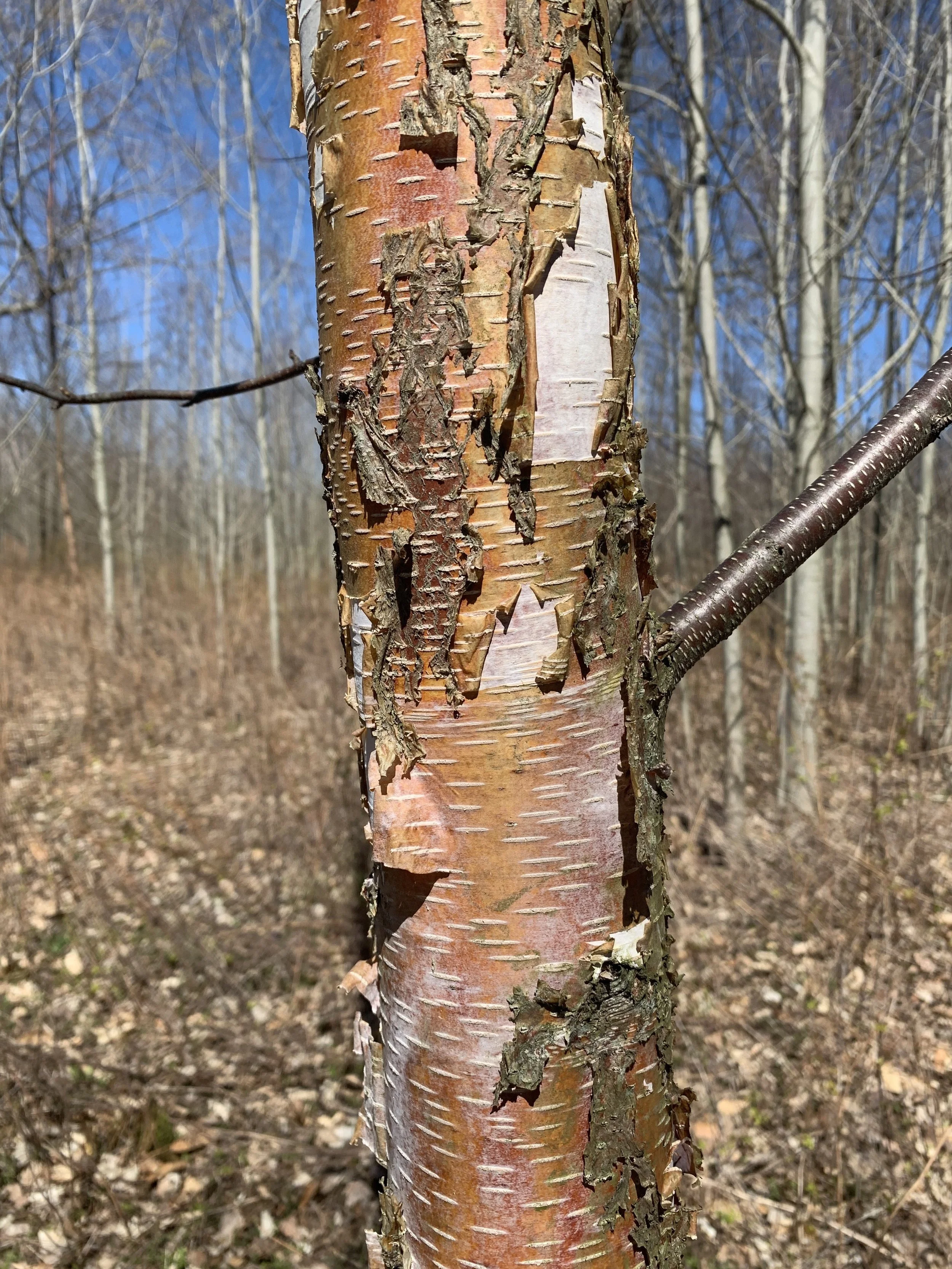 paper_birch_young_bark.jpg