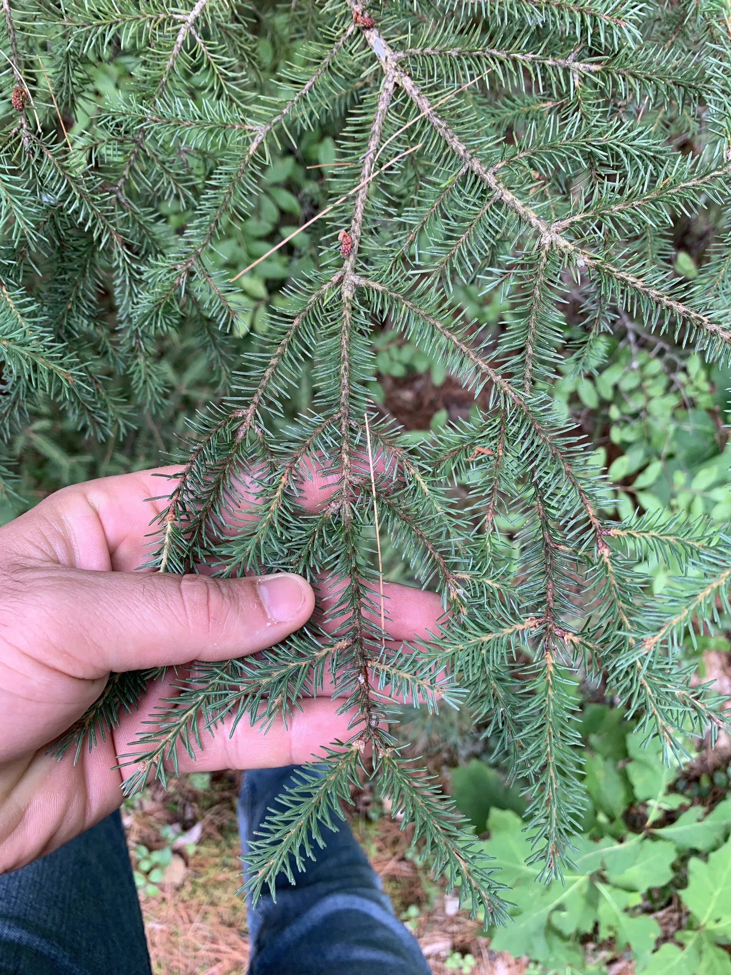black_spruce_twig.JPG