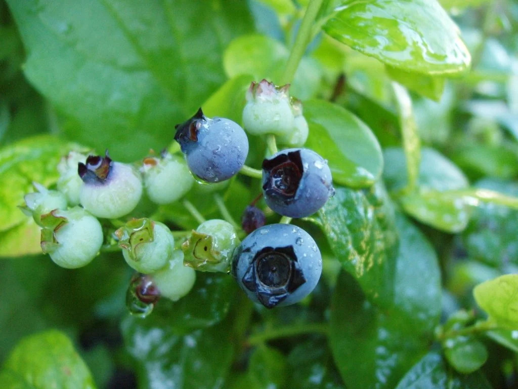 Blueberry Packet