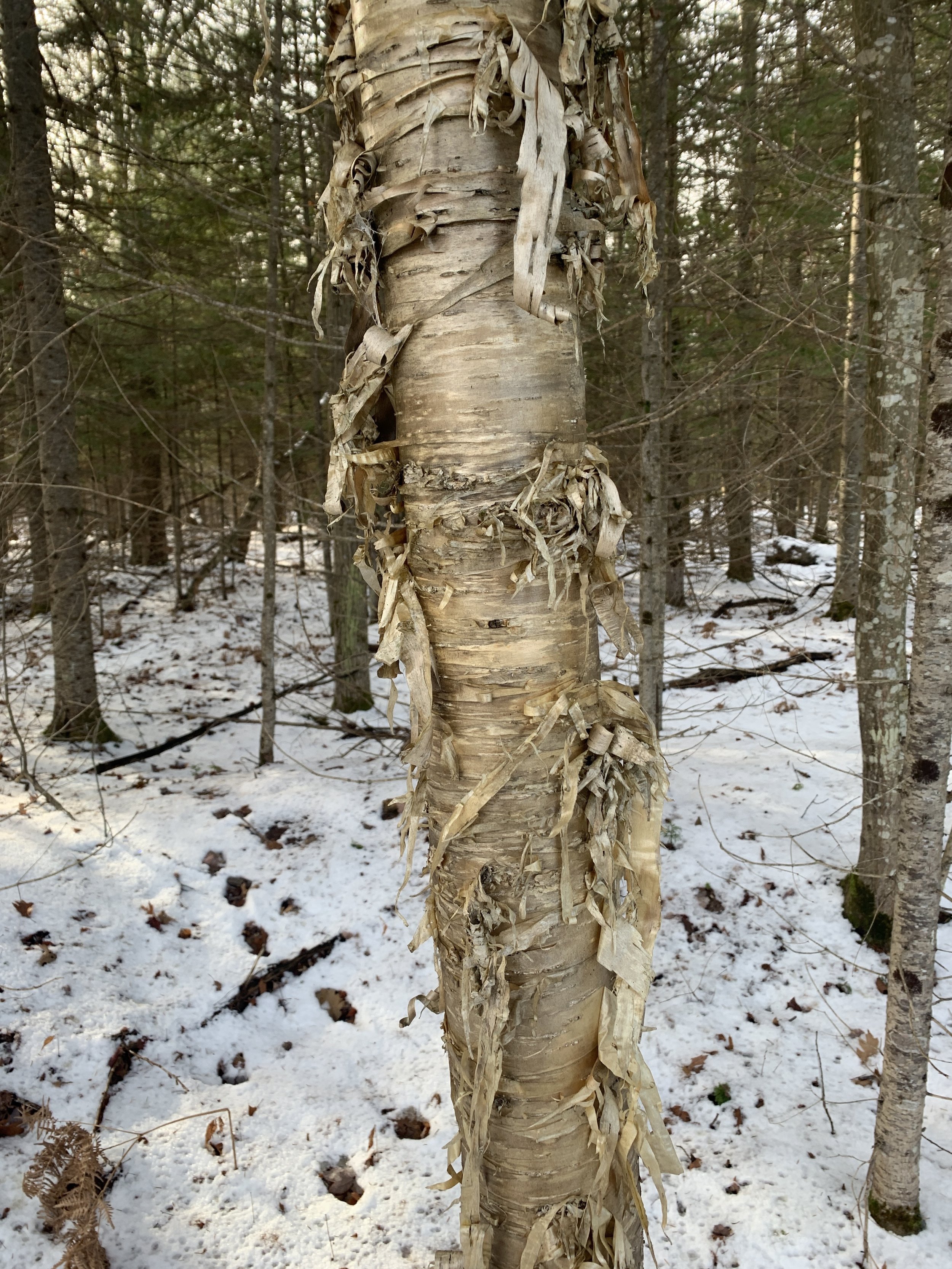 Yellow Birch