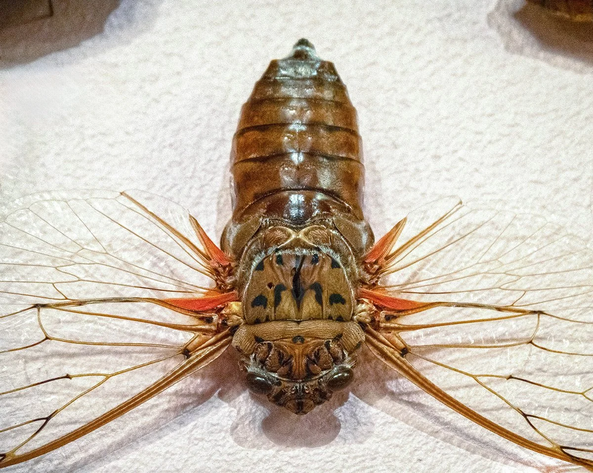 Jennifer Angus Lady Bug Exhibit.jpg